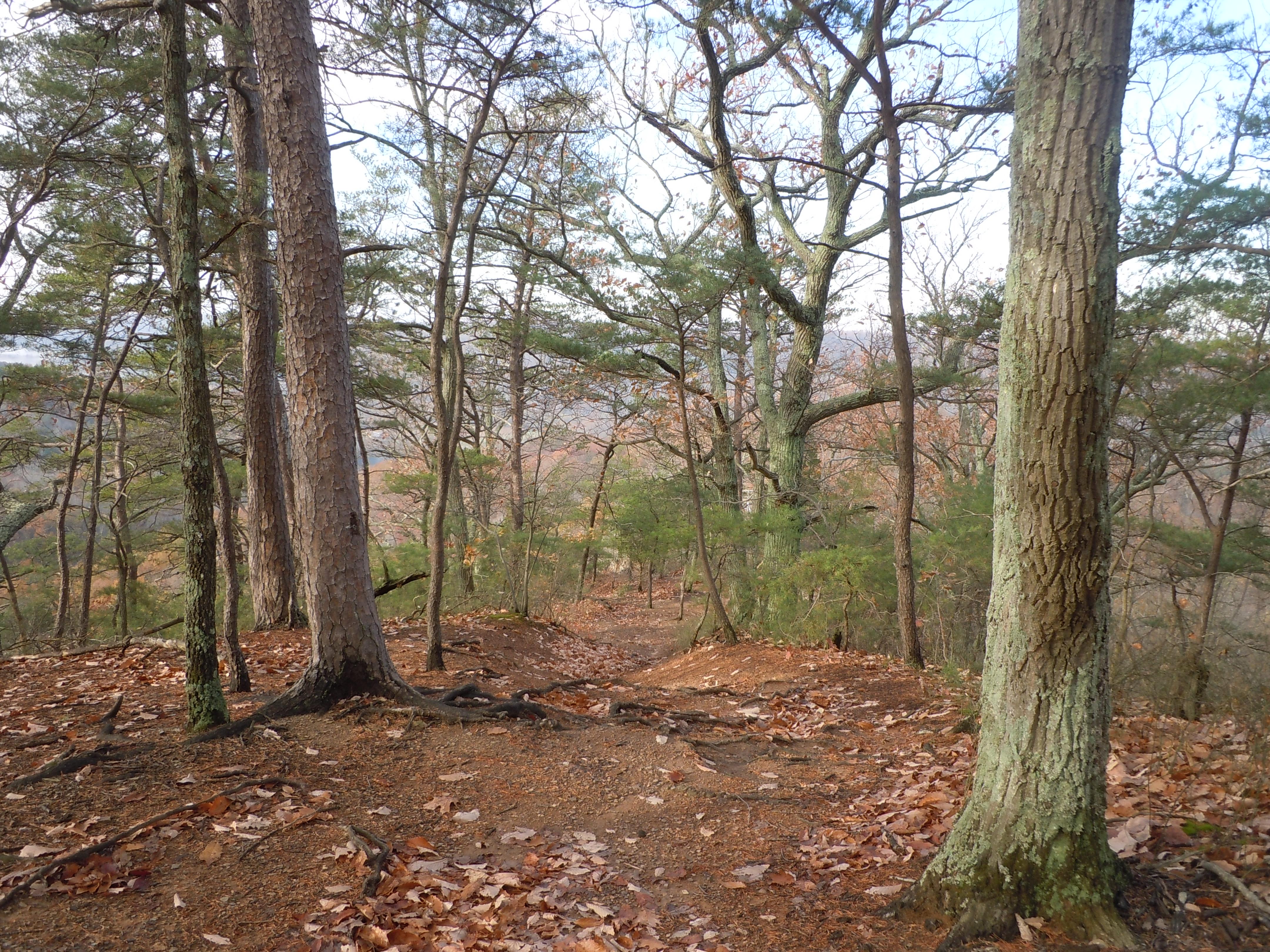 Bare trees scattered in a forest.