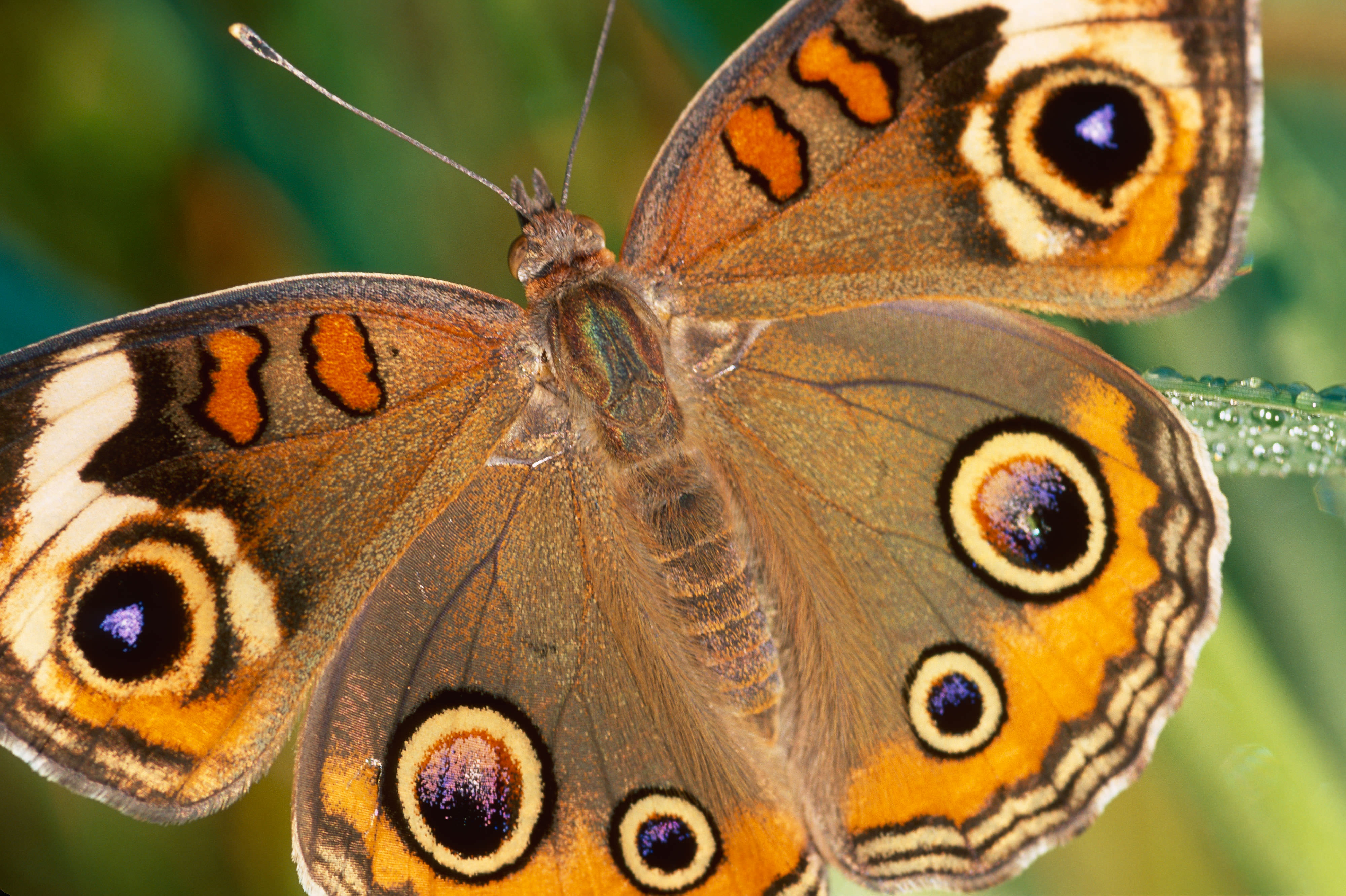 Closeup of a butterfly wing.