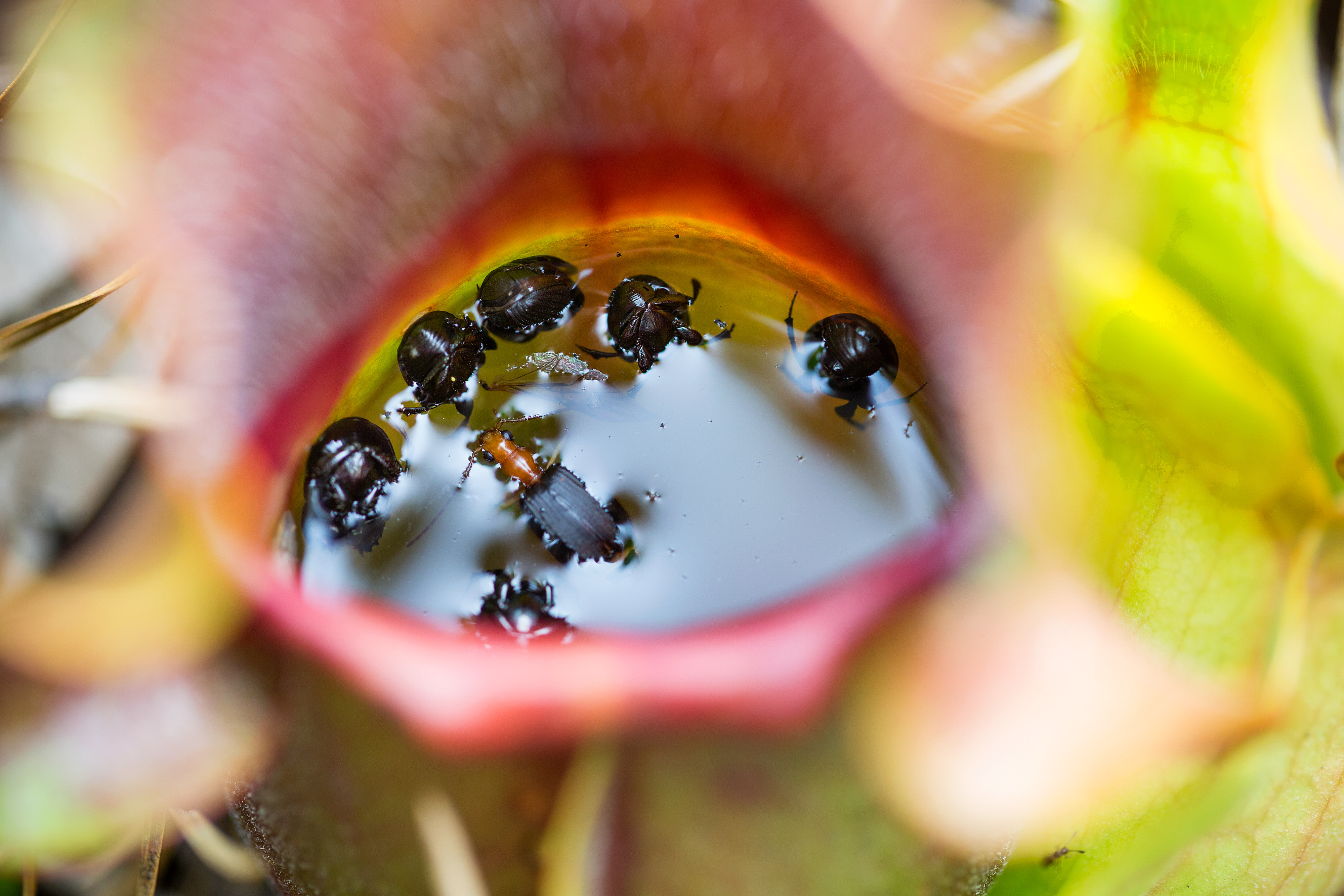 Insects floating in a pitcher plant pitcher.