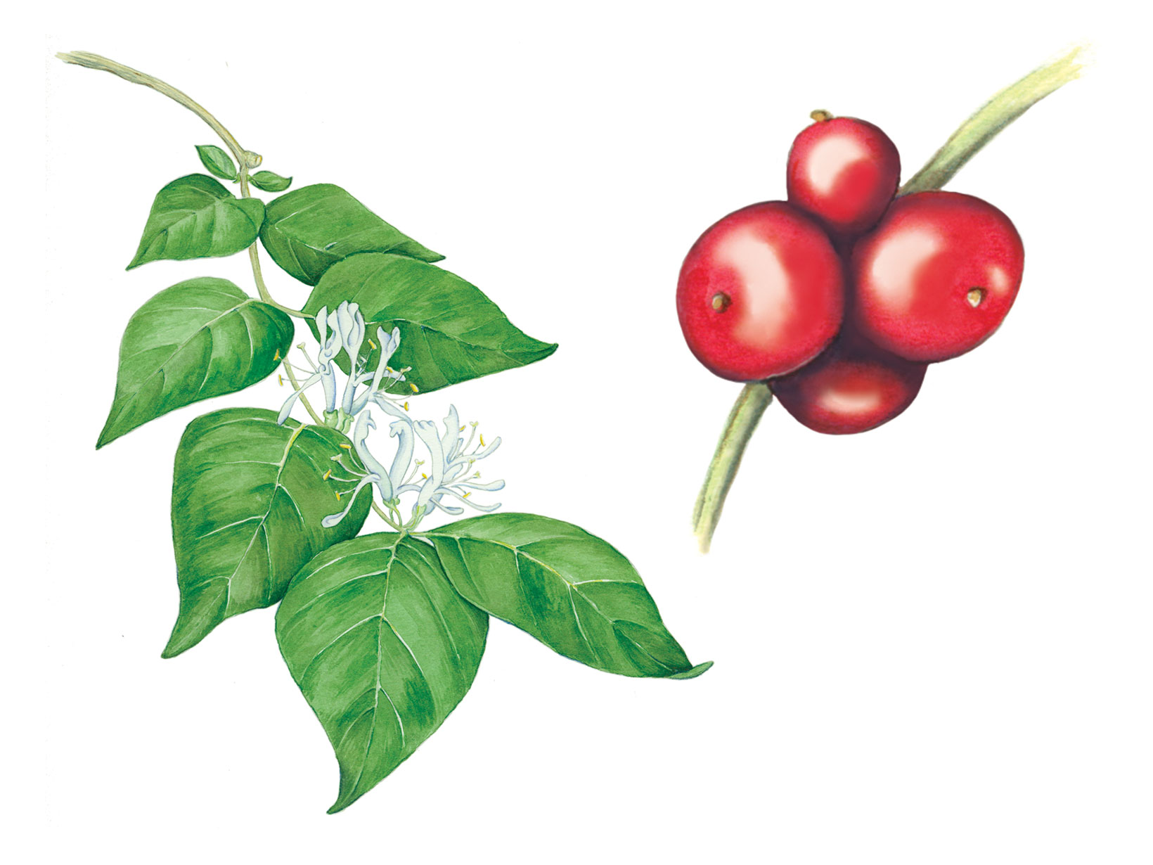 Two illustrations, of single lobed leaves on a thin stem with small white trumpet shaped flowers and a cluster of four red berries.