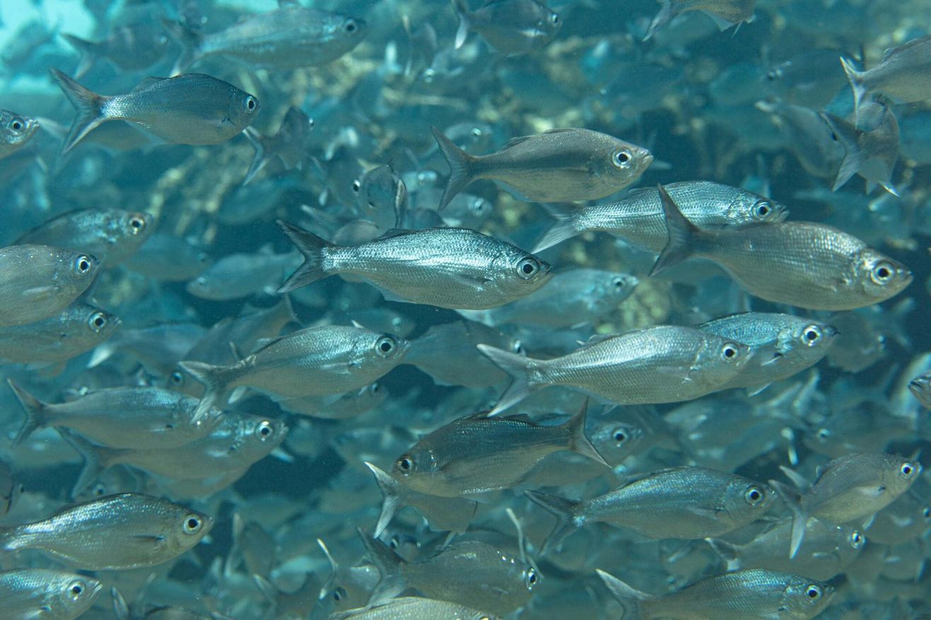 A school of silver fish.