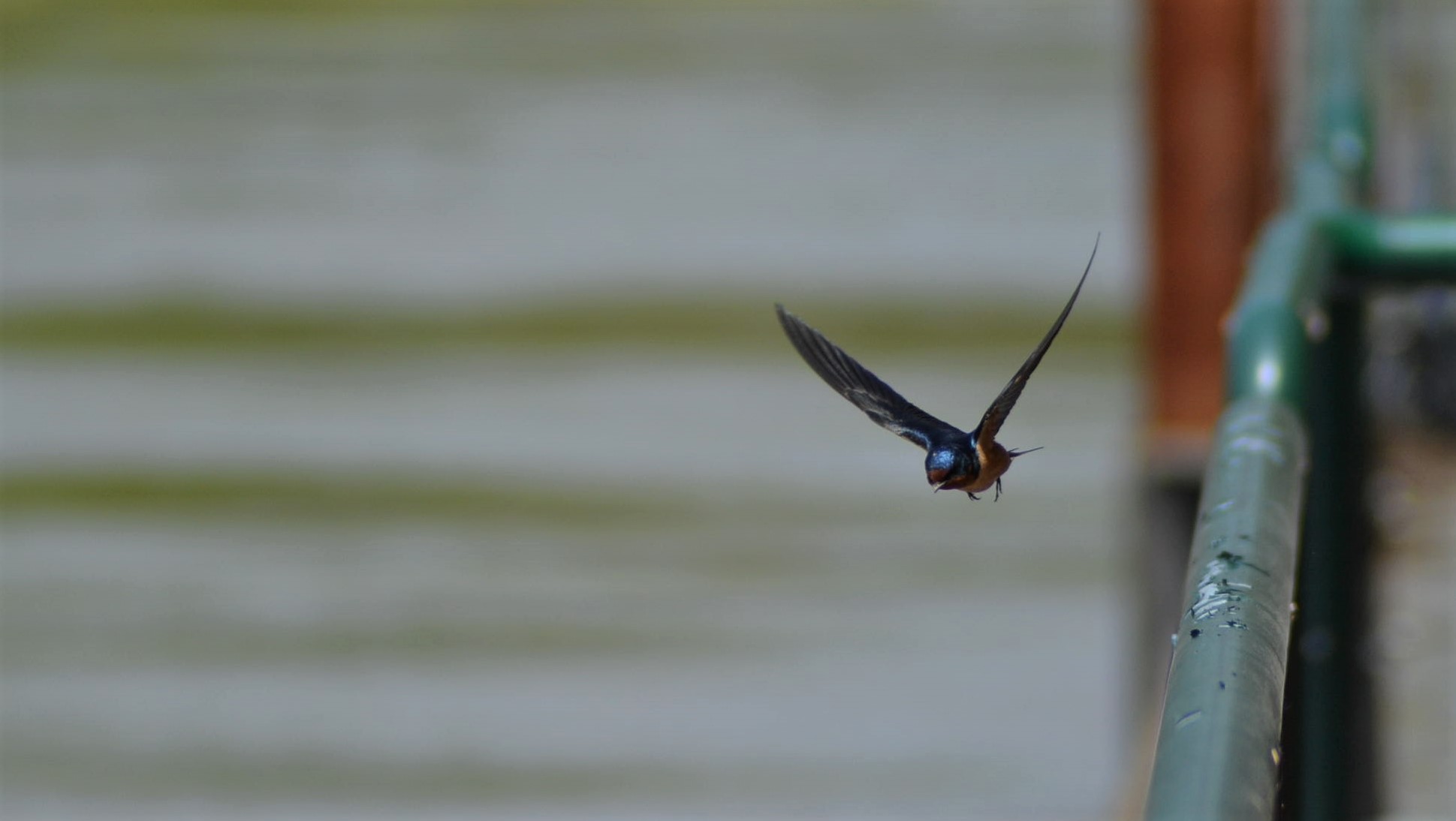 A small black bird flies through the air.