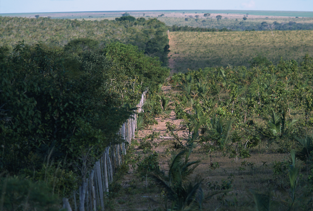 Produção  sustentável l no Cerrado