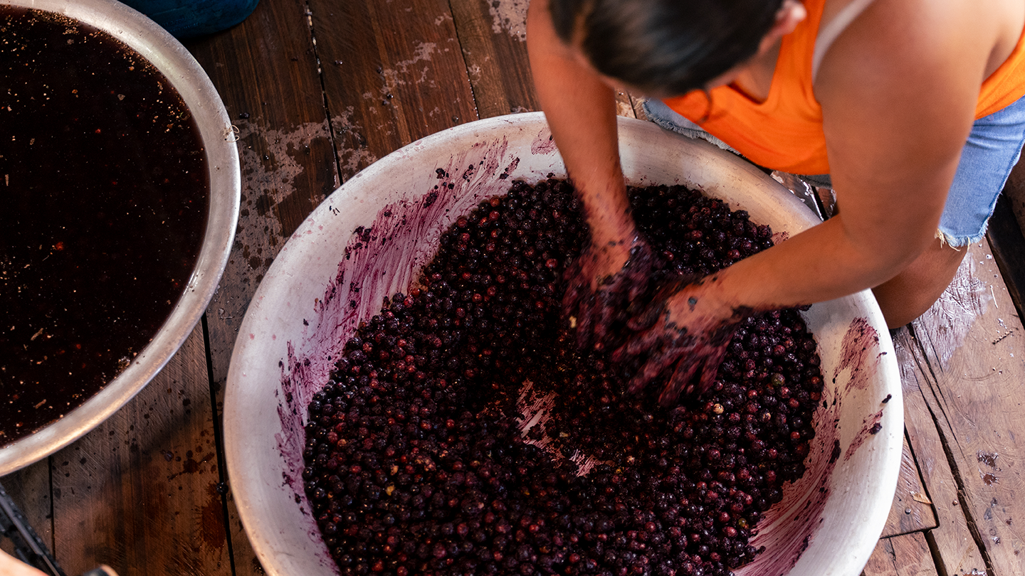 Mujer indígena trabajando açaí en la Amazonía. 