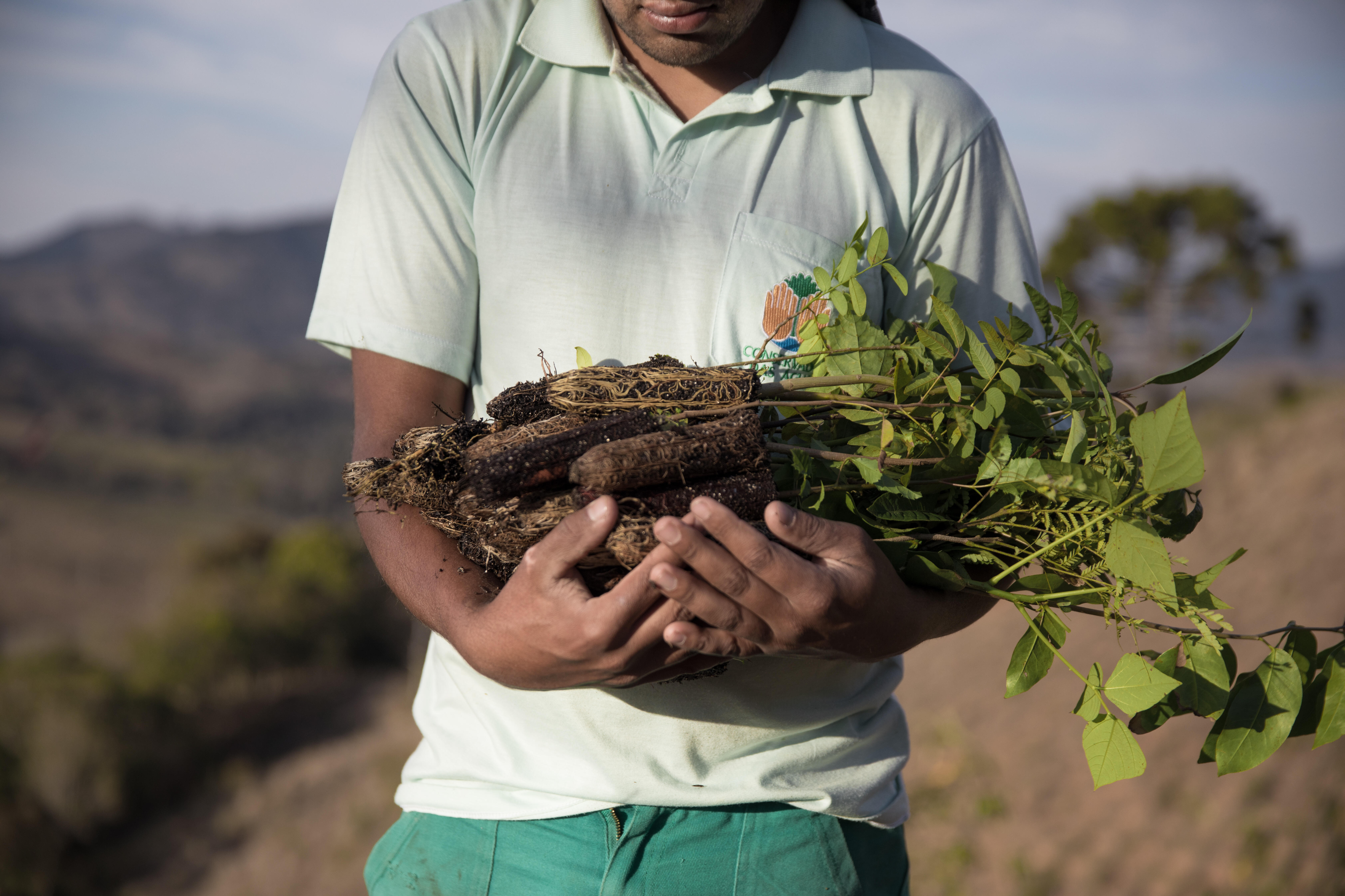 A person holds a collection of tree saplings in their arms.