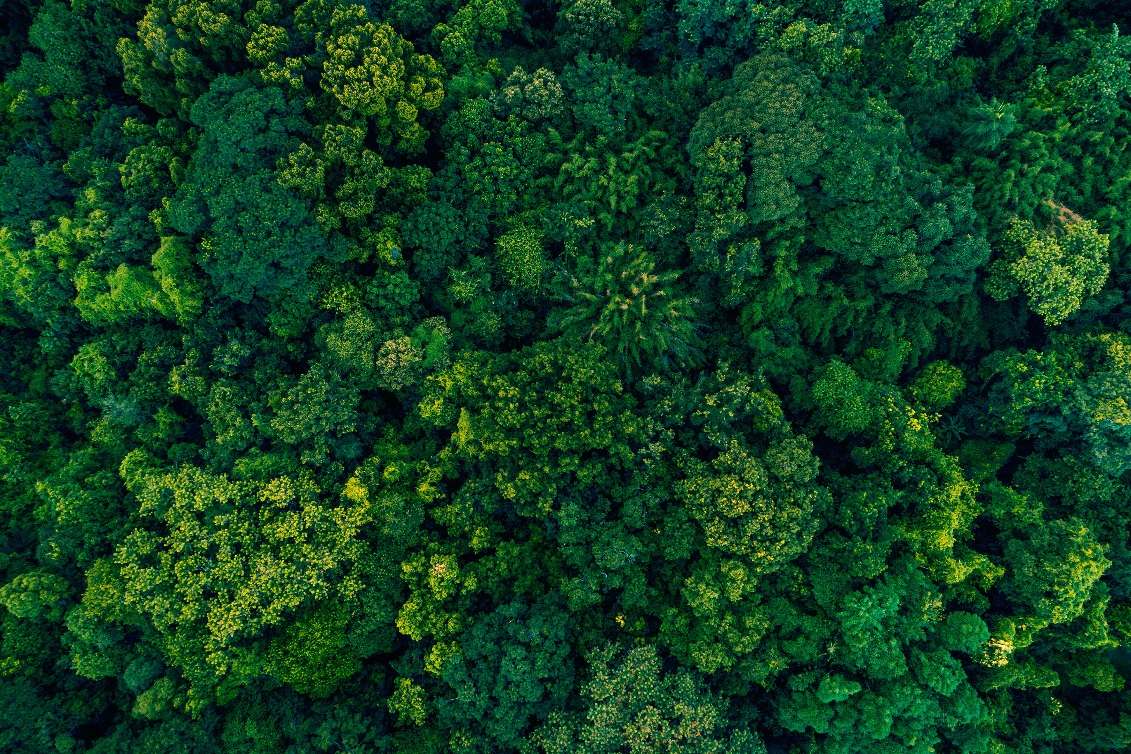 Floresta vista de cima na Amazônia.