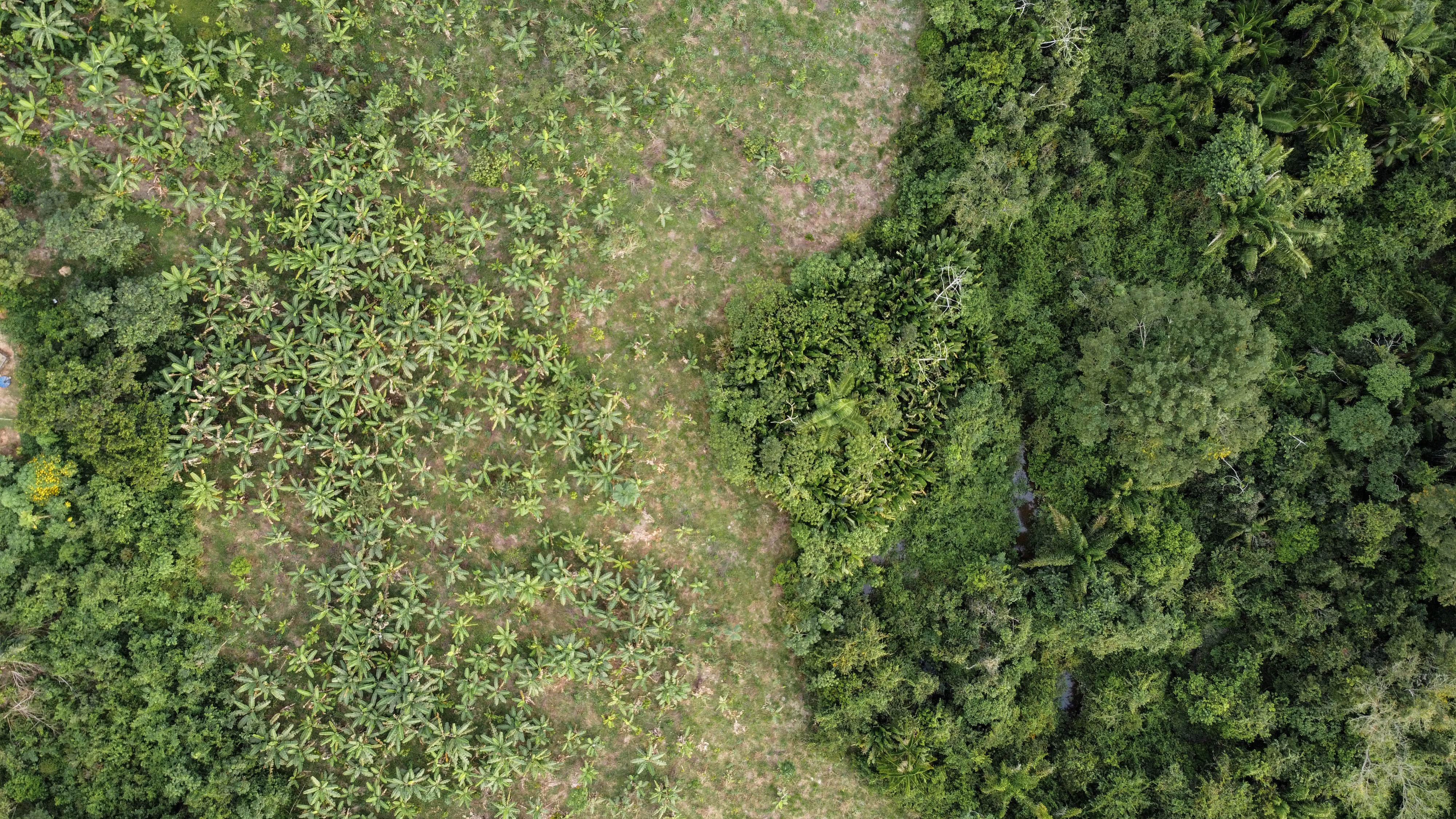 Vista aérea de área de restauração em agroflorestas de cacau na Amazônia.
