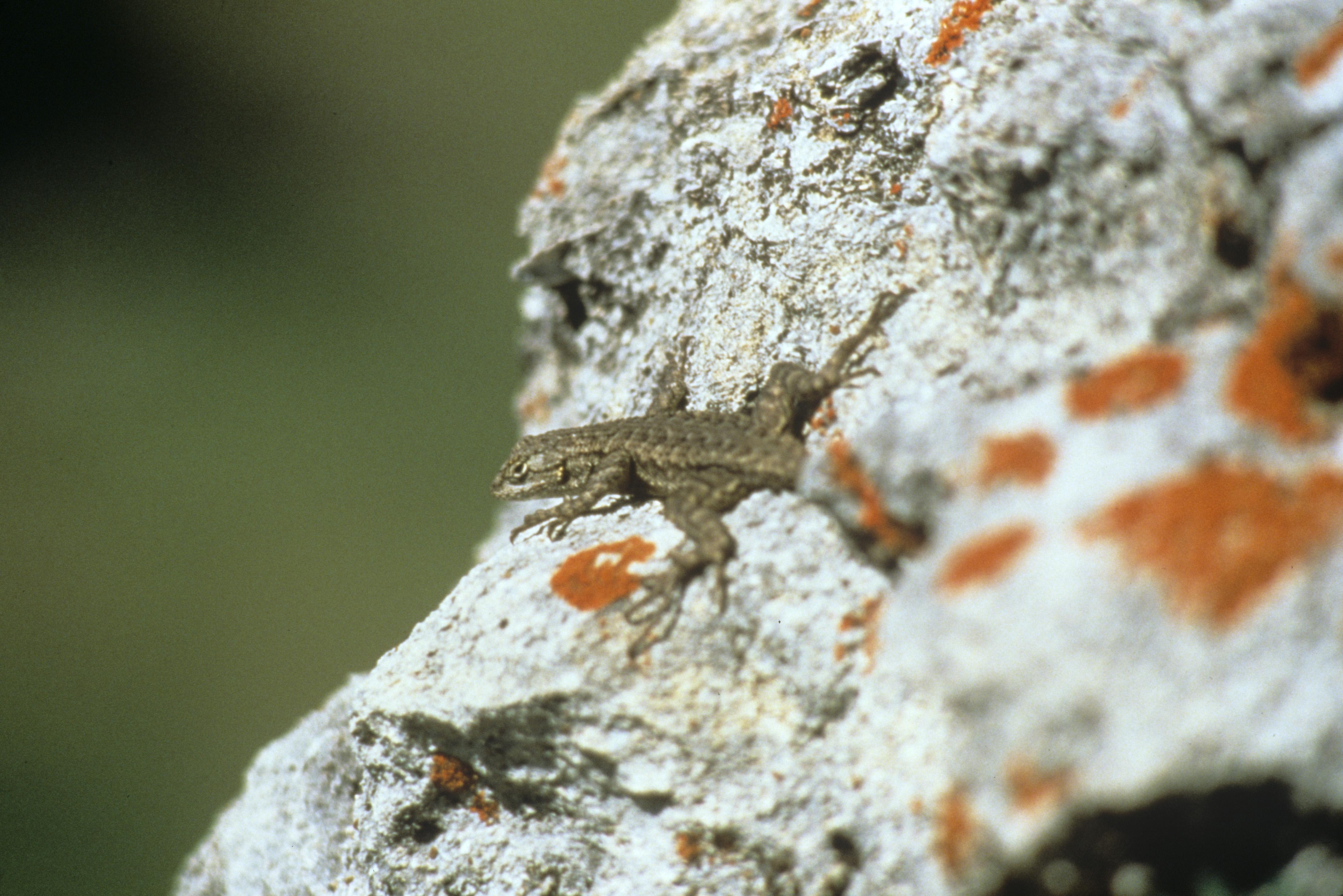 Portrait of a western fence lizard (Sceloporus occidentalis) on lichen covered rock at Big Sky Ranch near Simi Valley, Los Angeles County, CA.