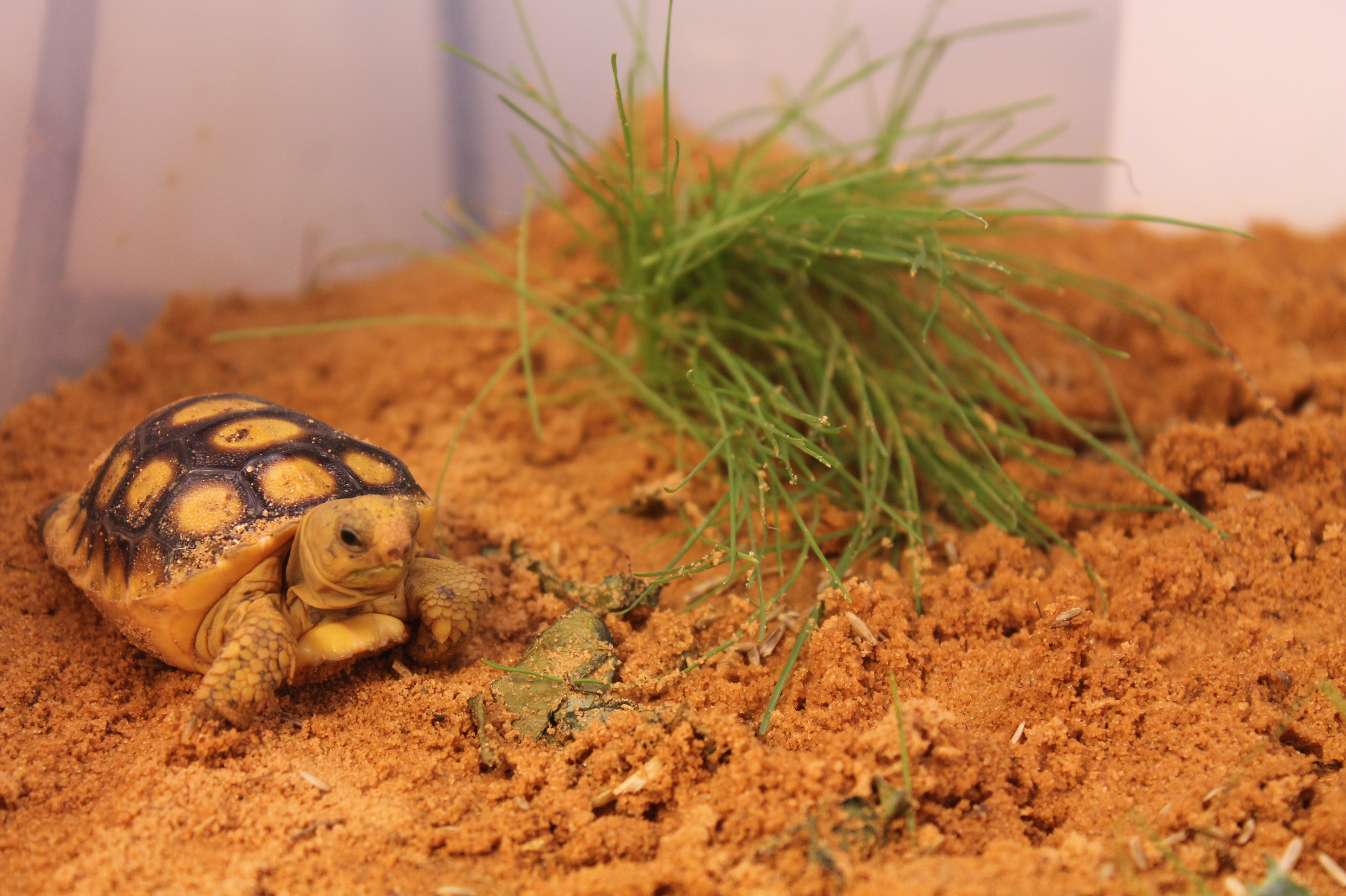 A gopher tortoise hatchling