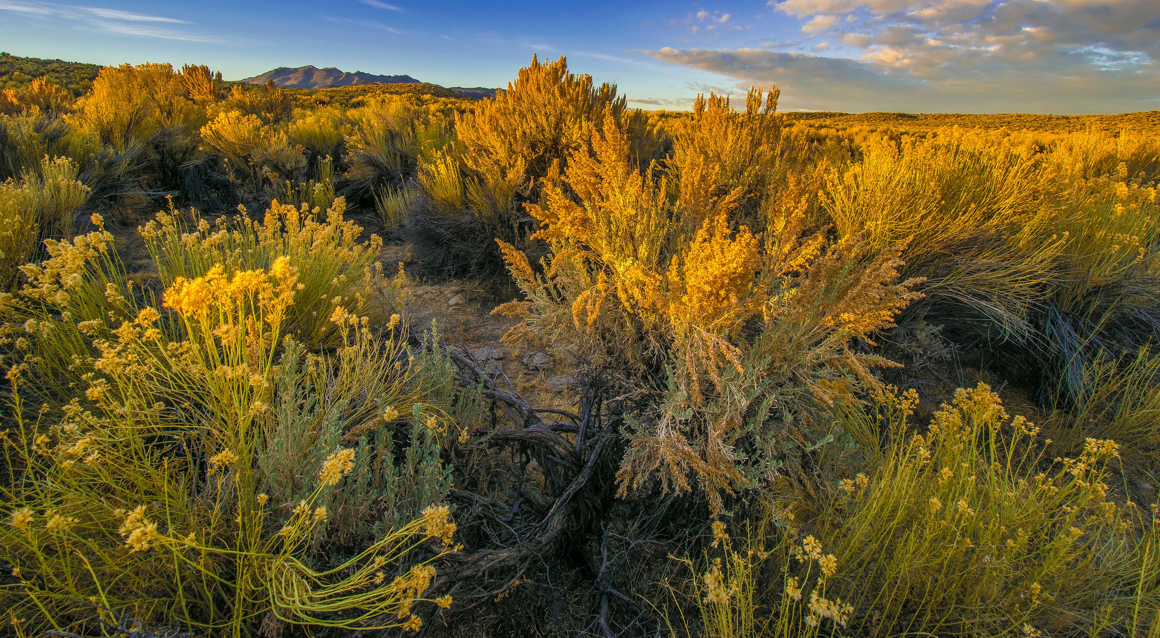 Sun shining on sagebrush and rabbitbrush. 