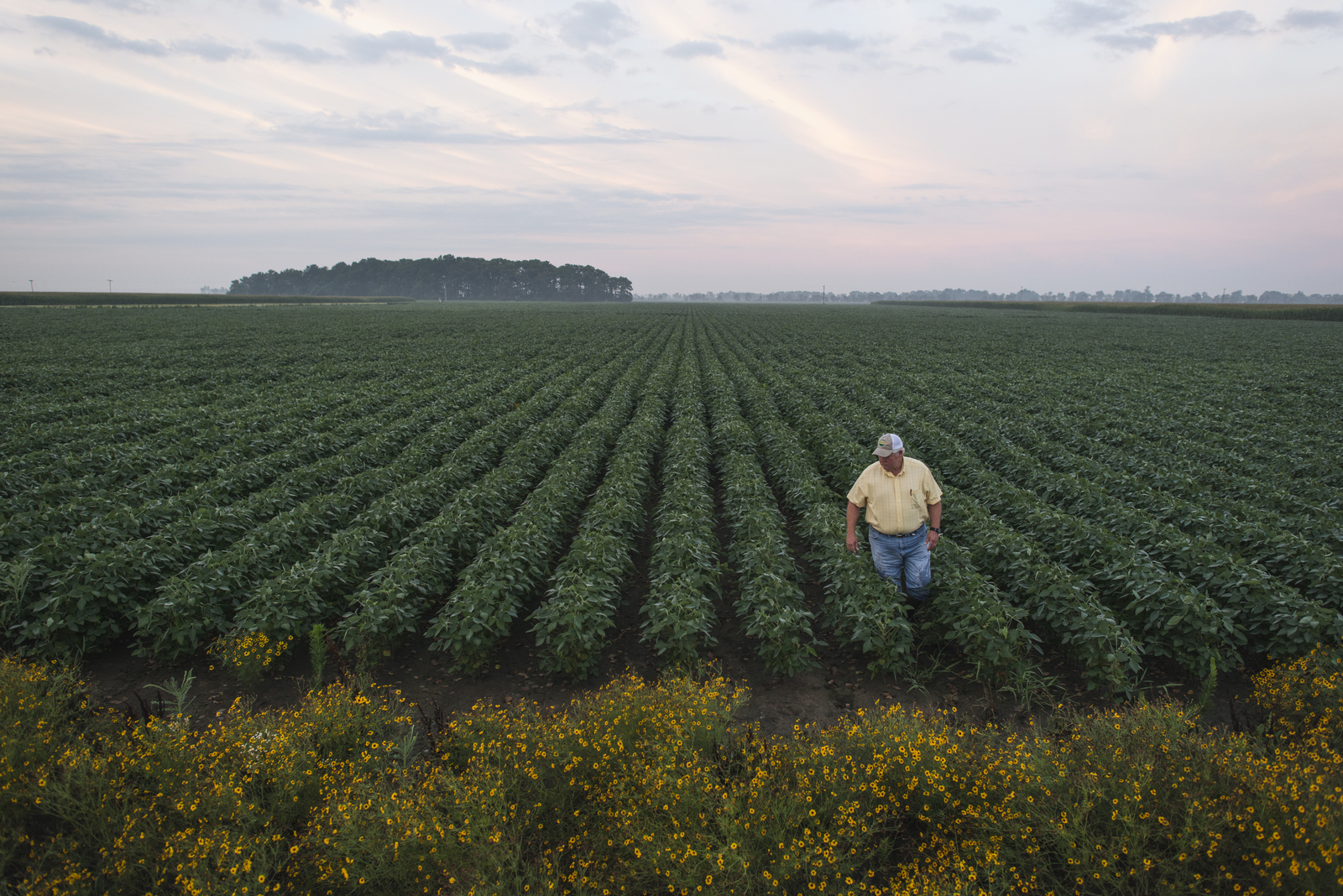 Agriculture field buffered by a vegetated prairie strip.