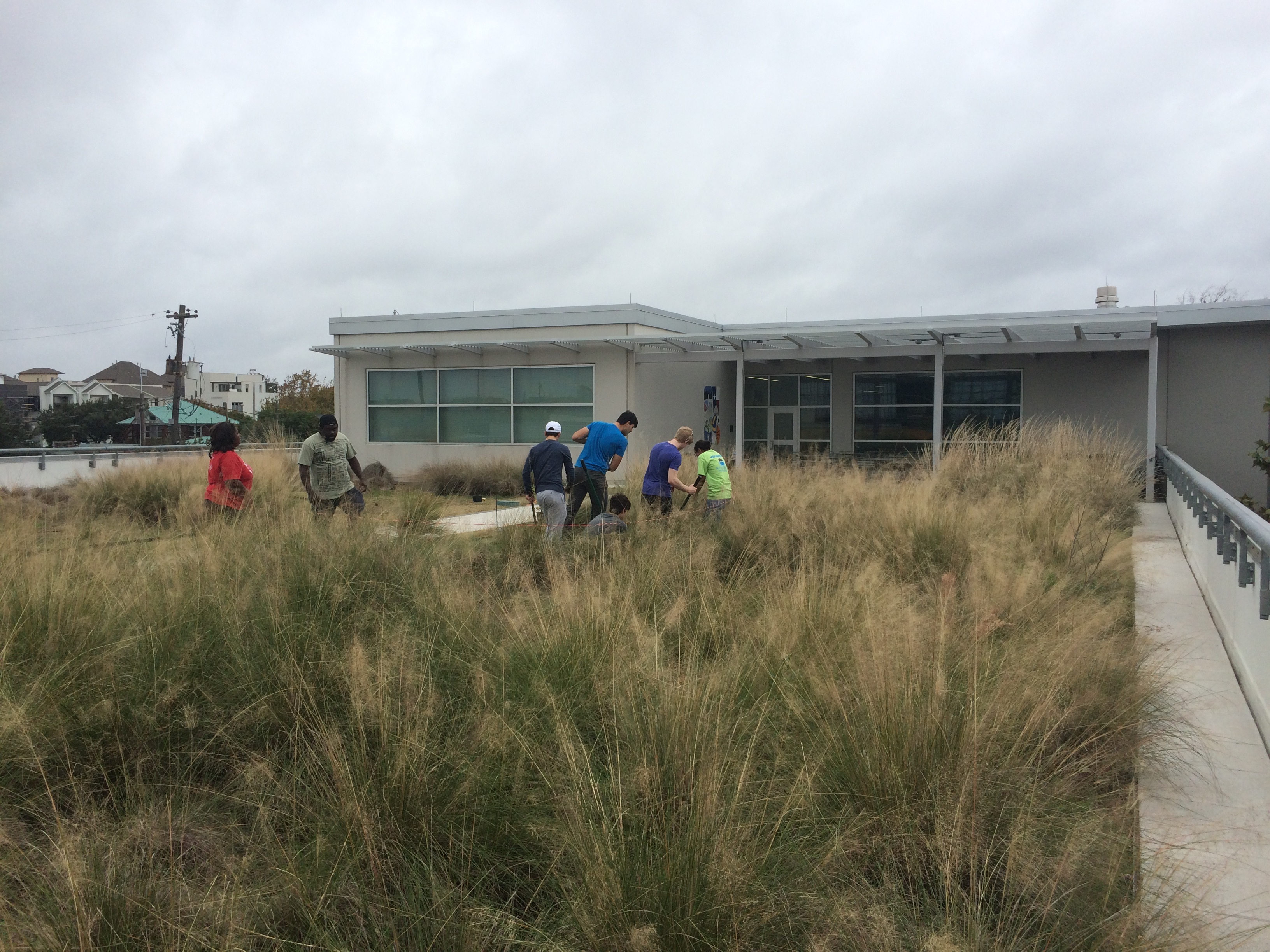 A thick blanket of prairie tallgrasses rises from the roof of a high school, as a group of several students maintains it with garden tools.
