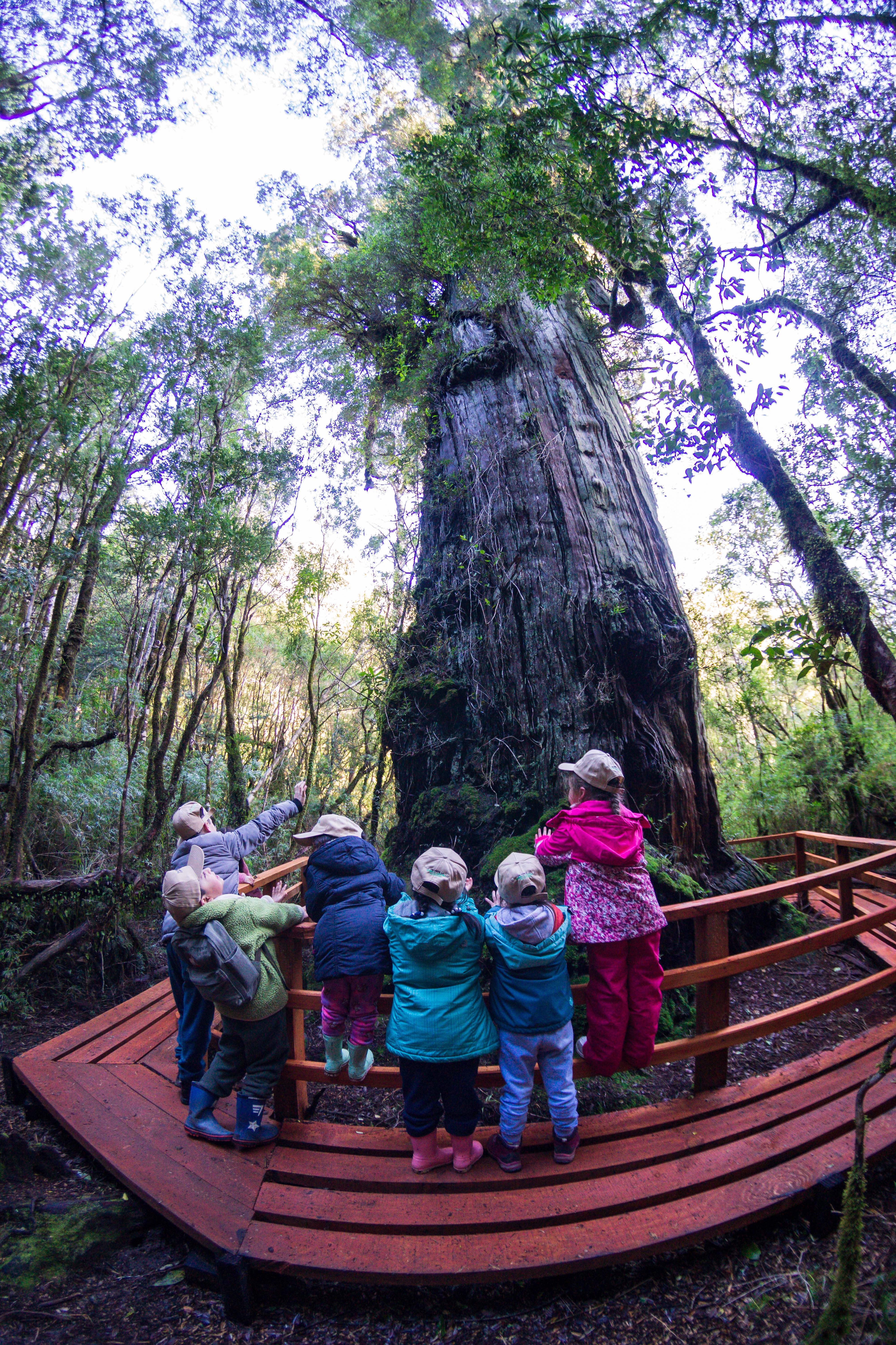 Visita Escuela Chaihuin sendero Los Alerces Reserva Costera Valdiviana