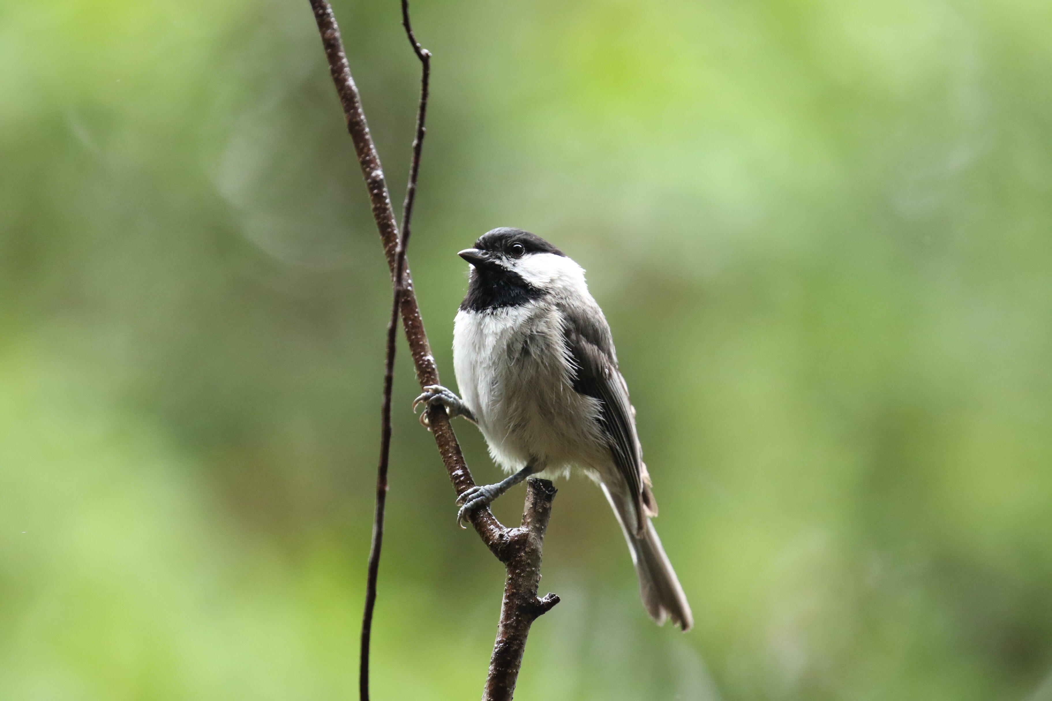 Closeup of a Carolina chickadee on a branch.