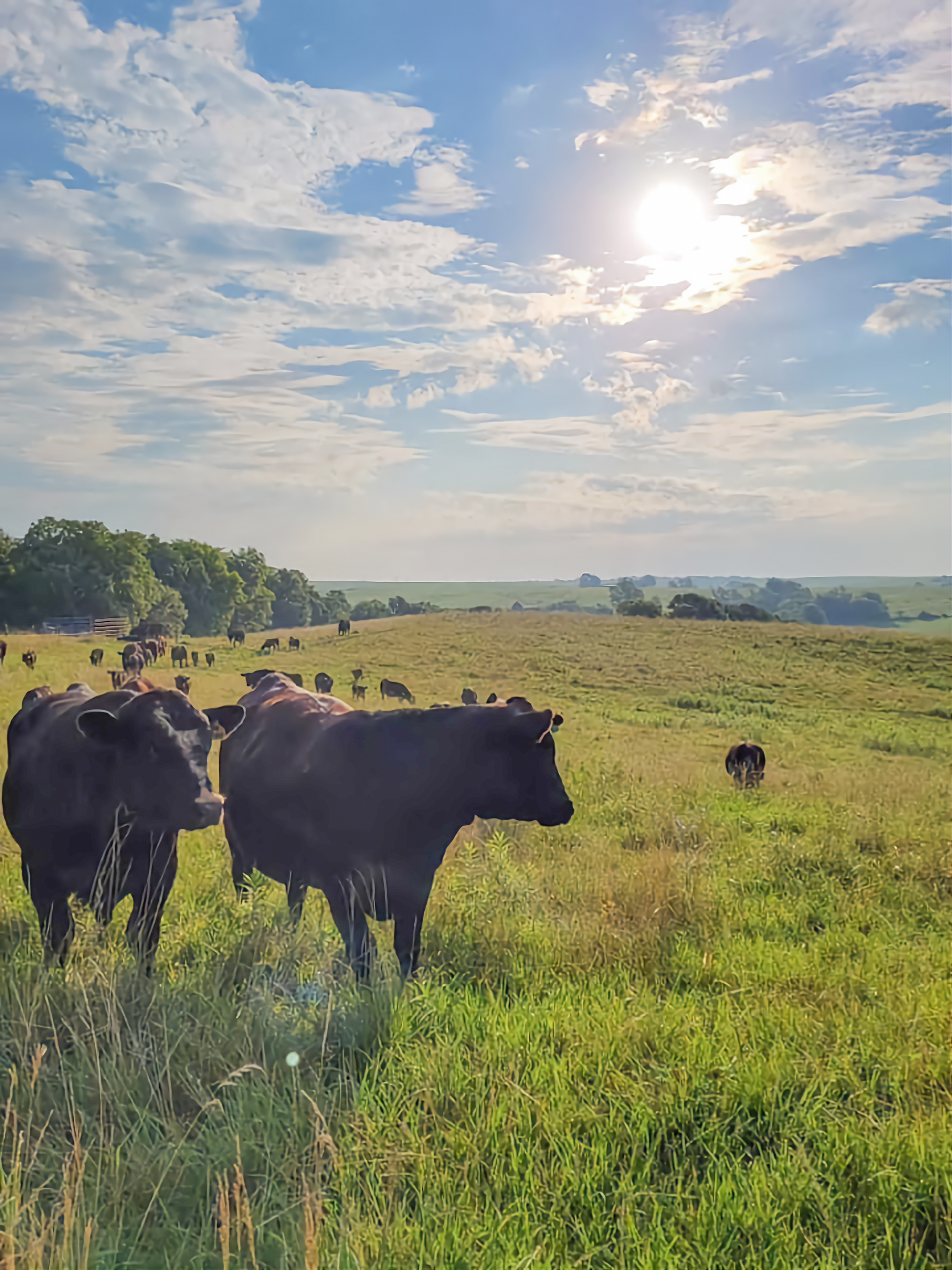 A small herd of cattle in a grassy field. 