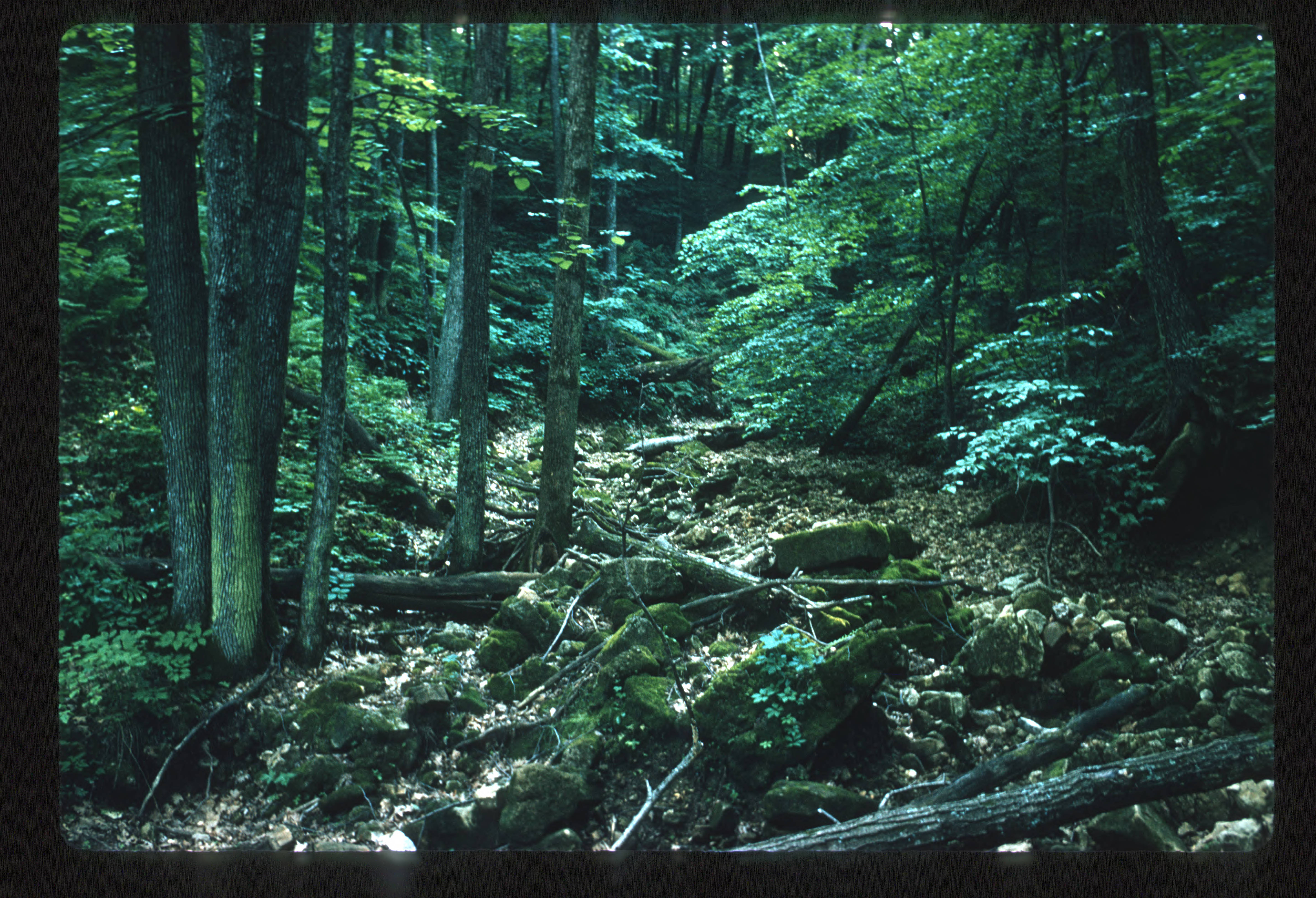 A collection of fallen logs and moss-covered boulders on a forest floor in summertime.