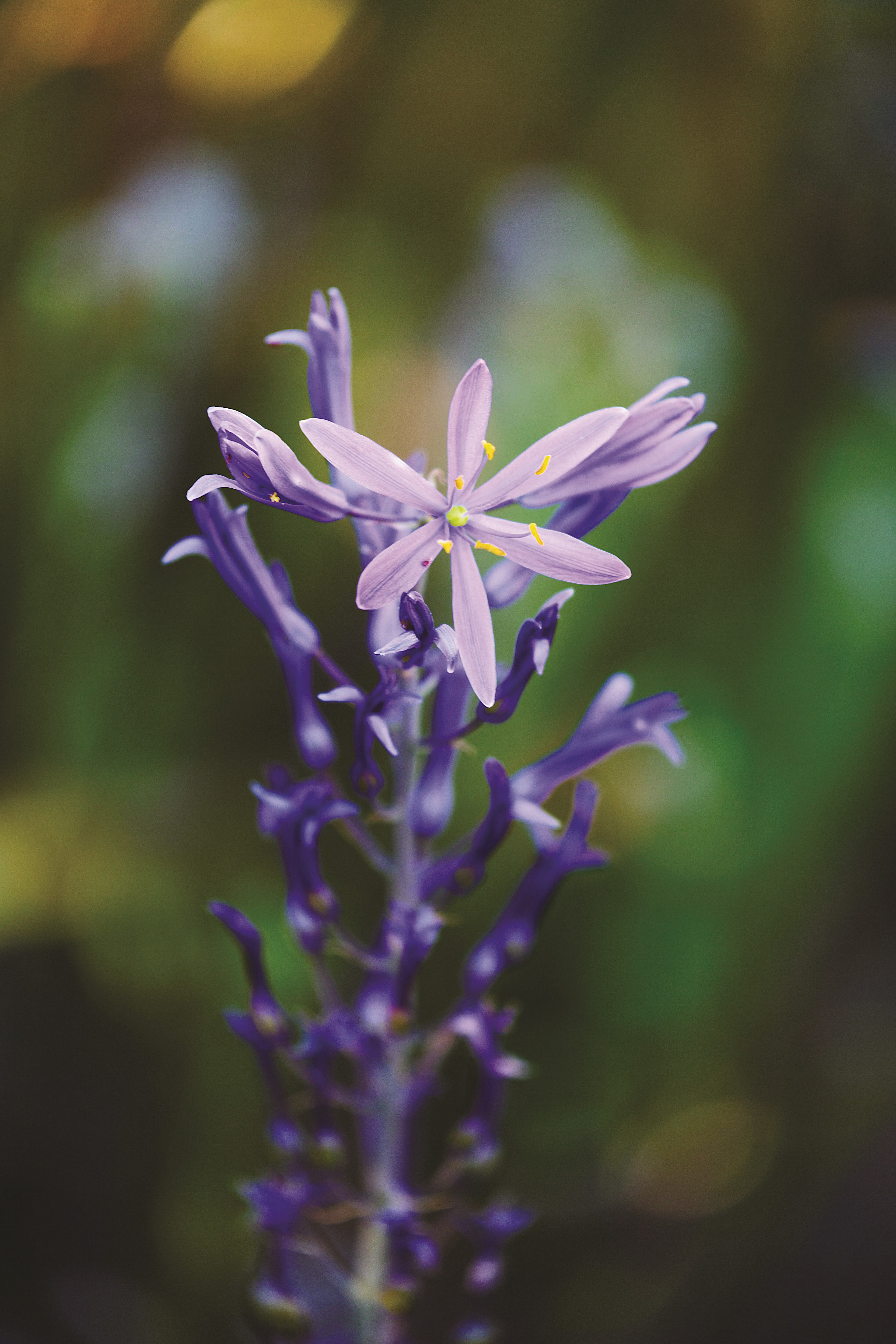 A purple flower blooms in a forest.