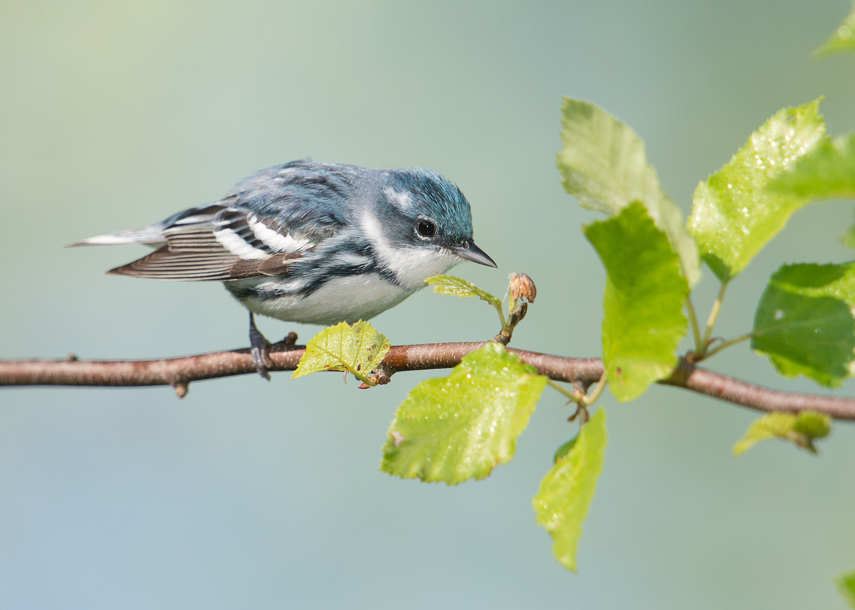 Photo of a Cerulean warbler, with bluish feathers on head and stripes on body.