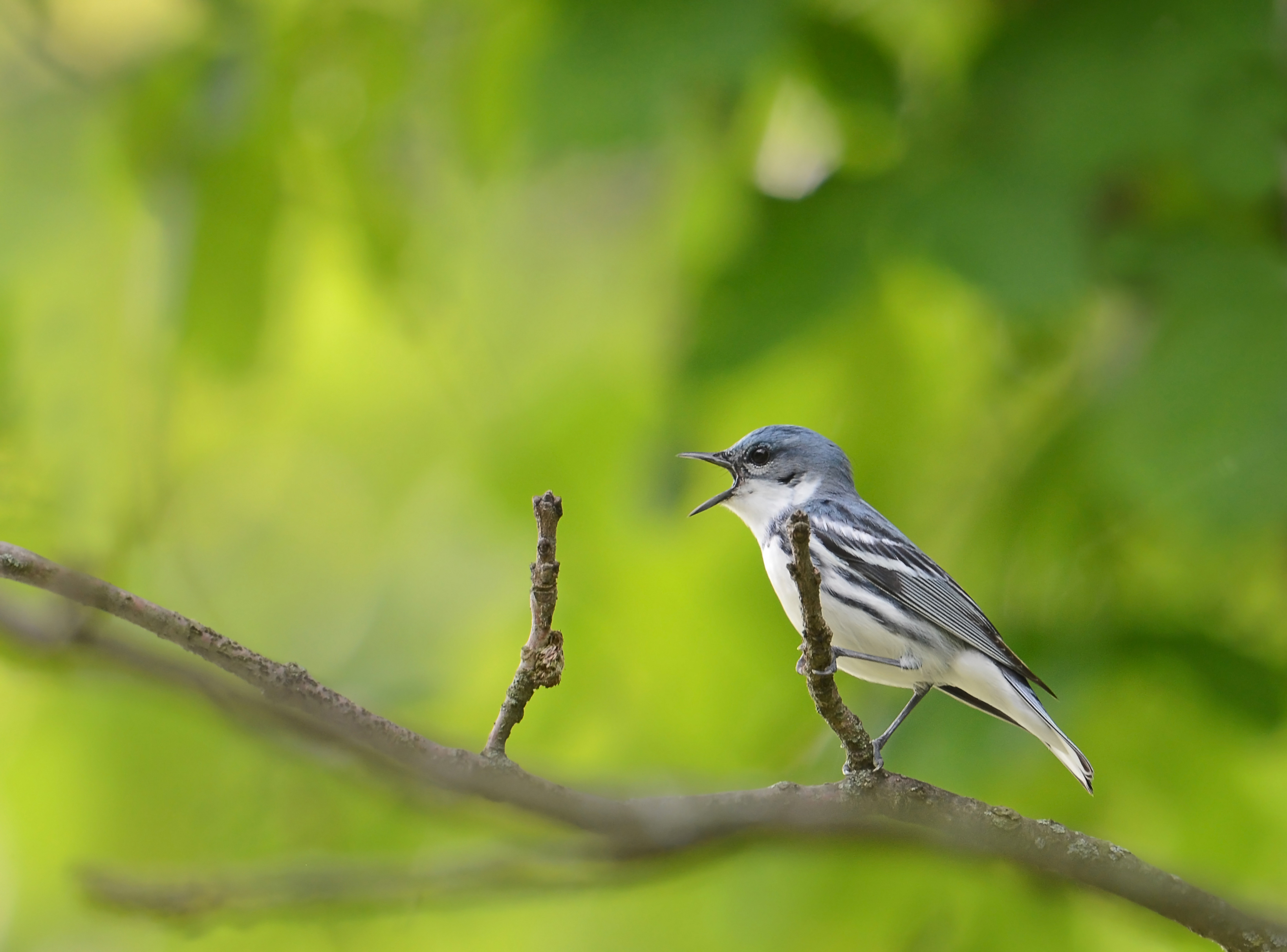 A blue bird with a white belly perched on a branch.