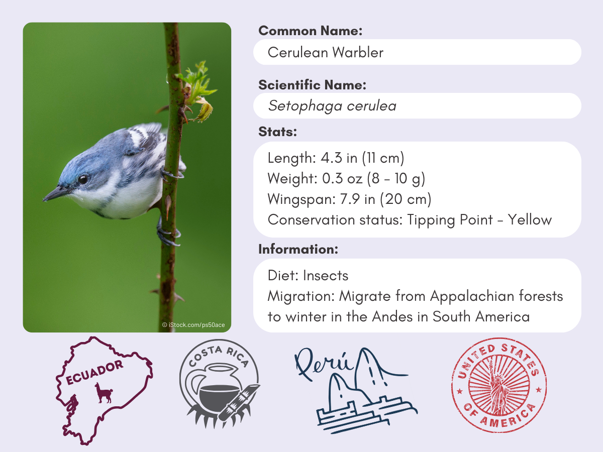 Info card for the Cerulean Warbler.