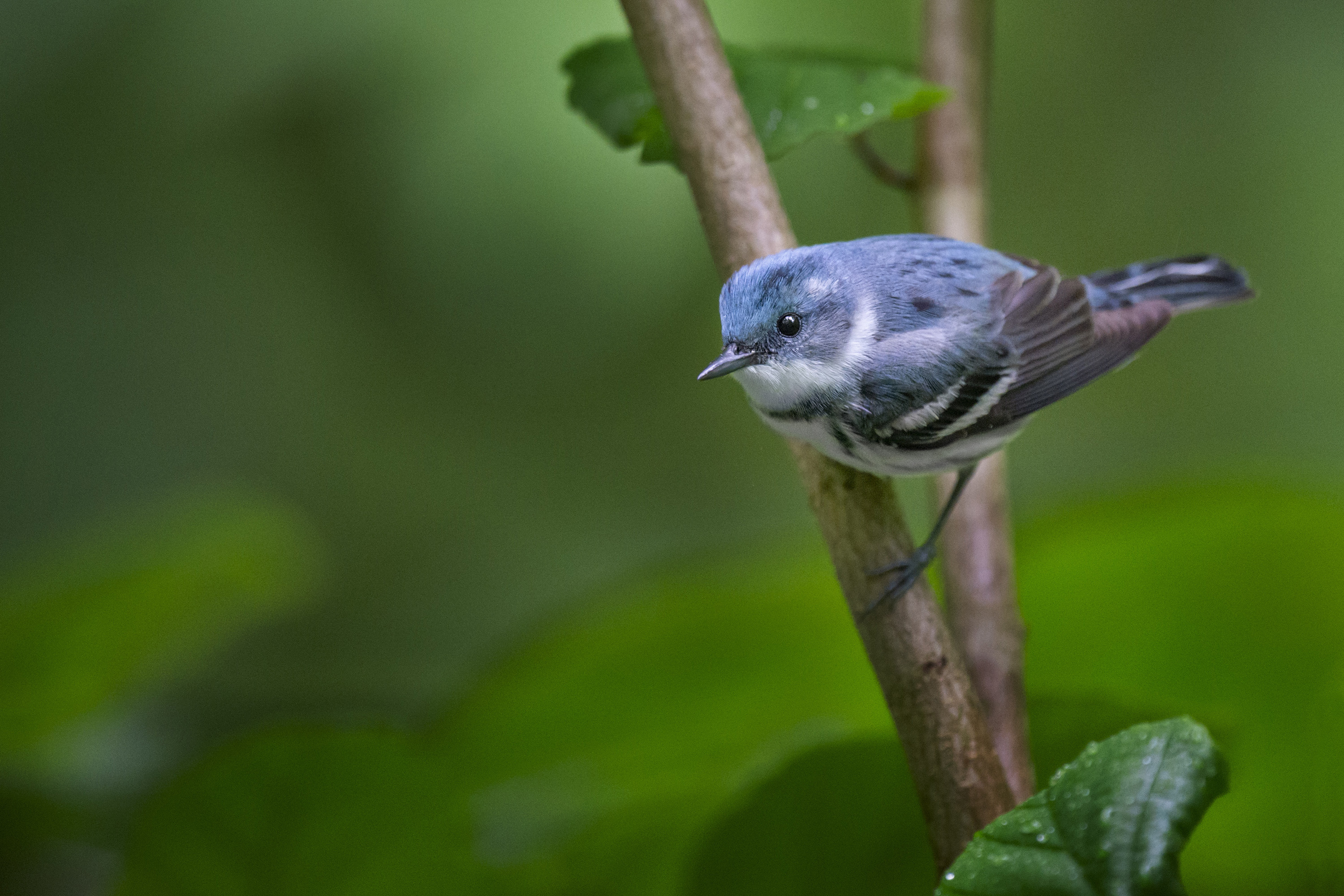 A cerulean warbler in a tree.