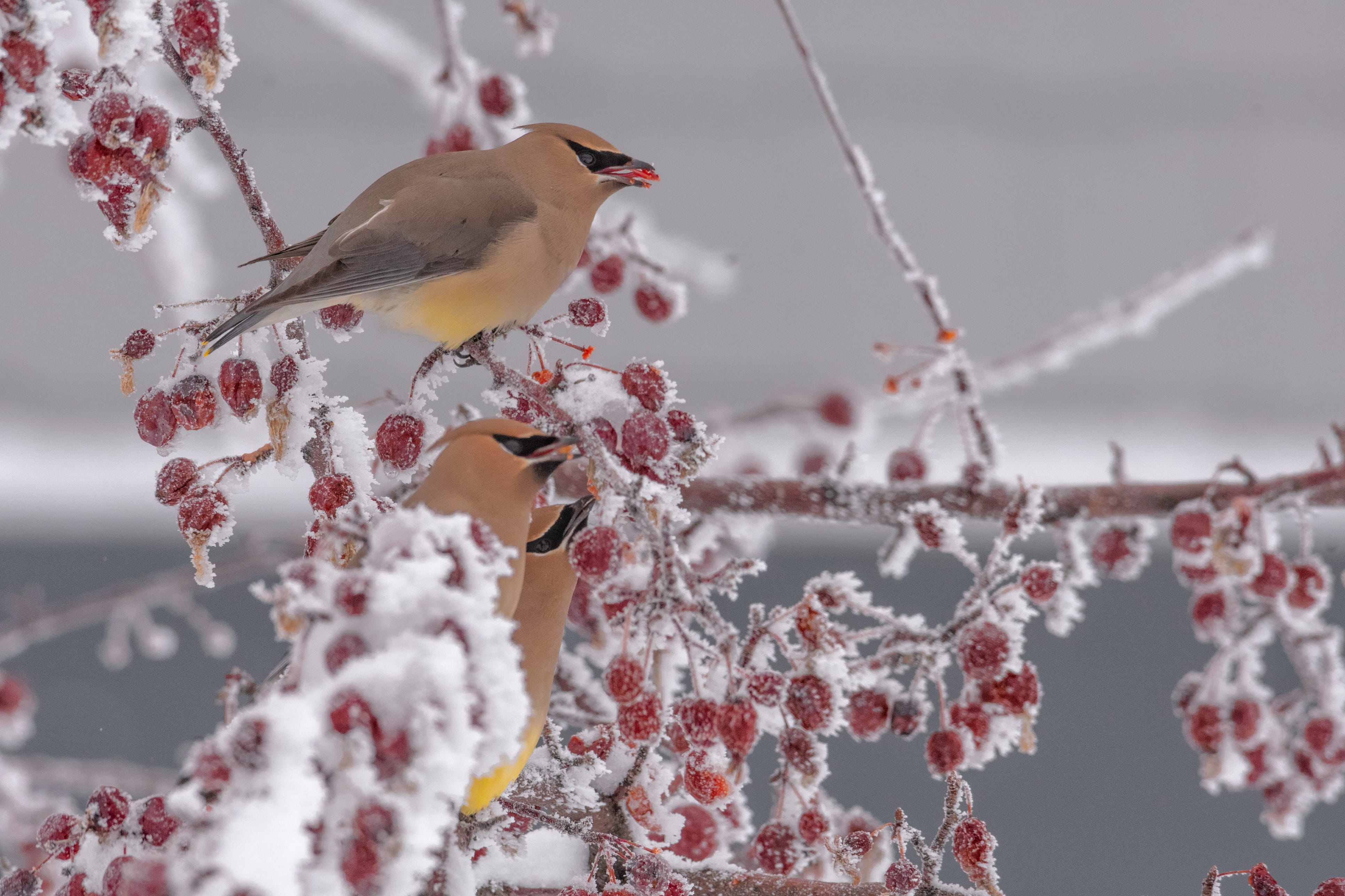 Two birds rest on a snowy tree branch filled with red berries.