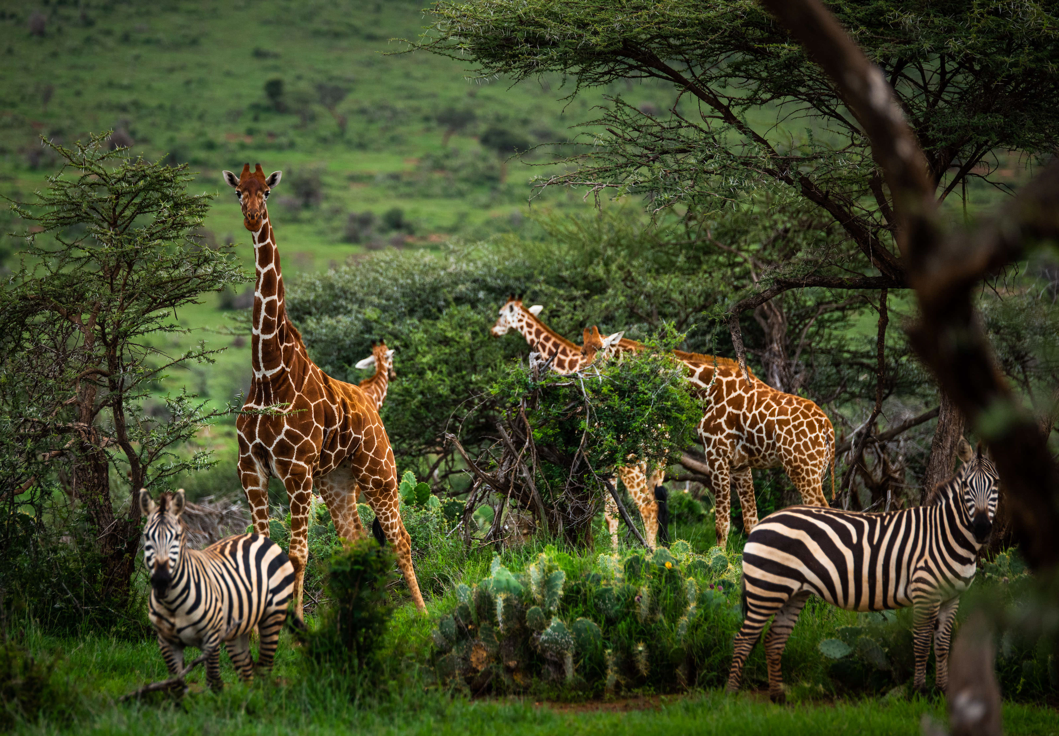 Giraffes and zebra graze on green grass