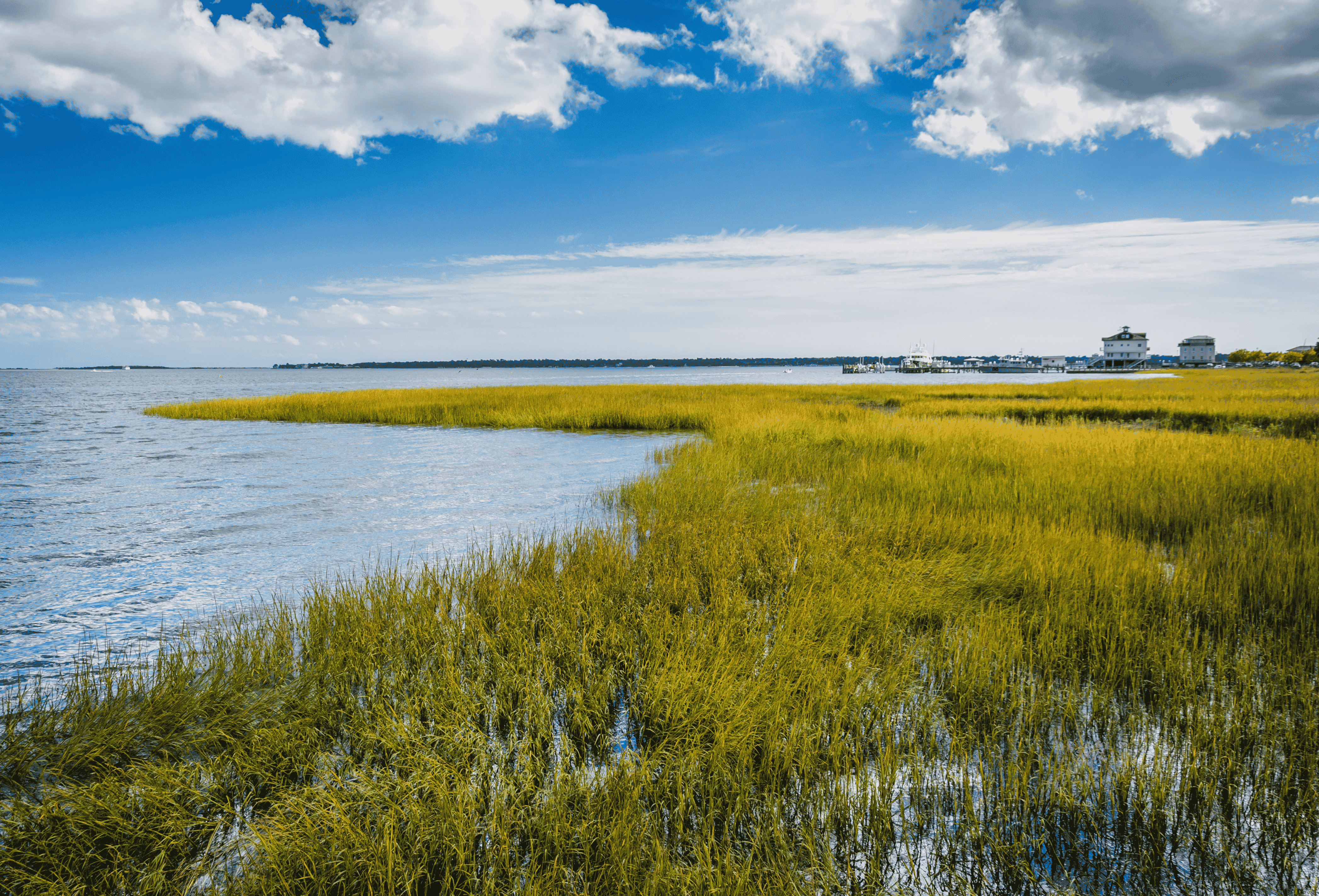 Yellow-green marsh grasses jut out into blue water. 