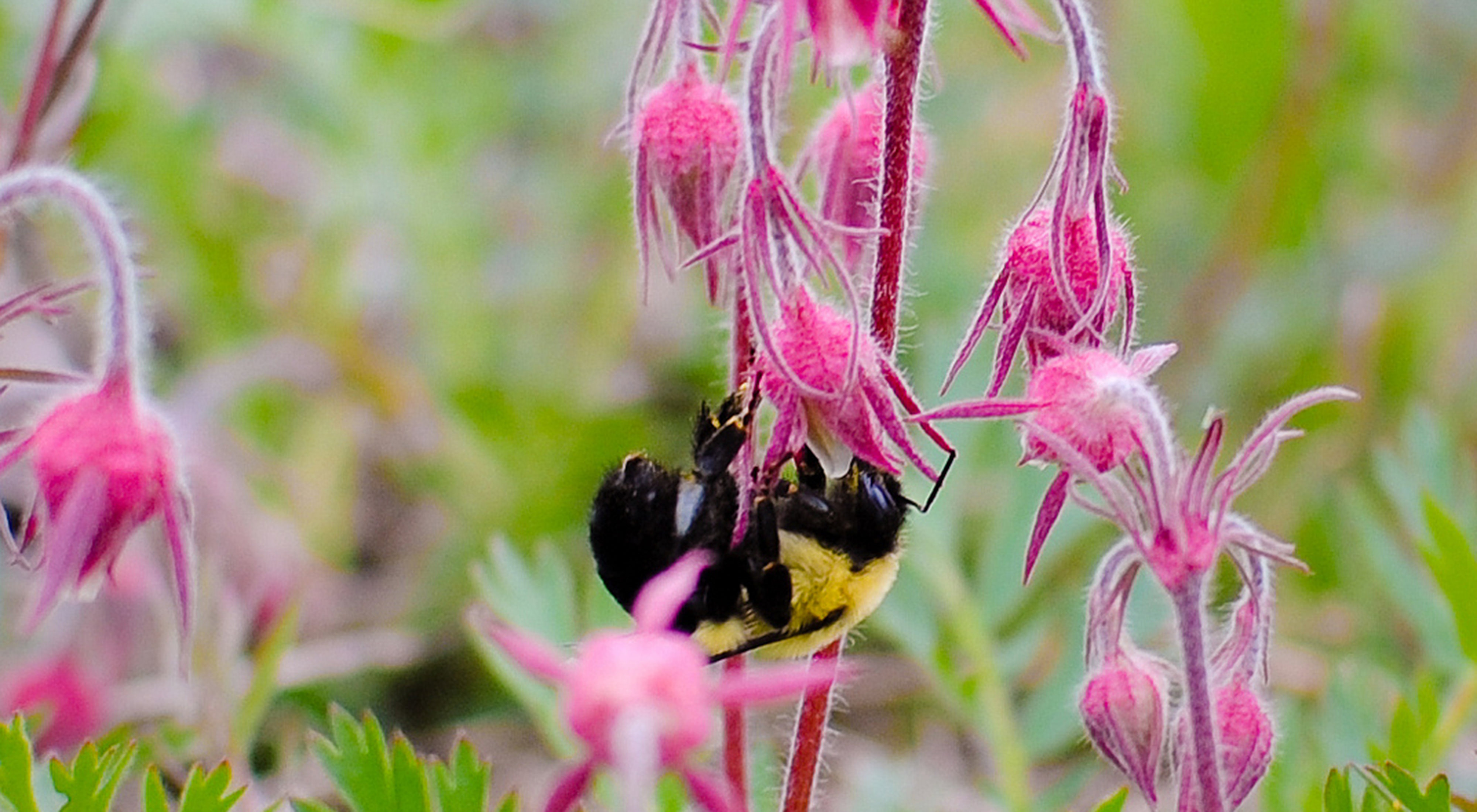 A bee gathering nectar from a pink plant bud.