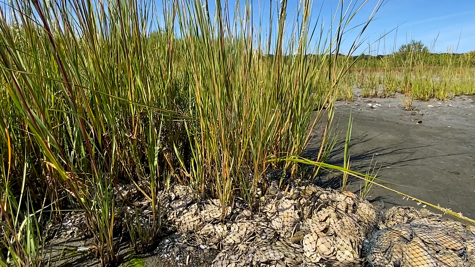 reeds regrowing around bagged oyster shells, creating a natural buffer with some help from oyster shell recycling.