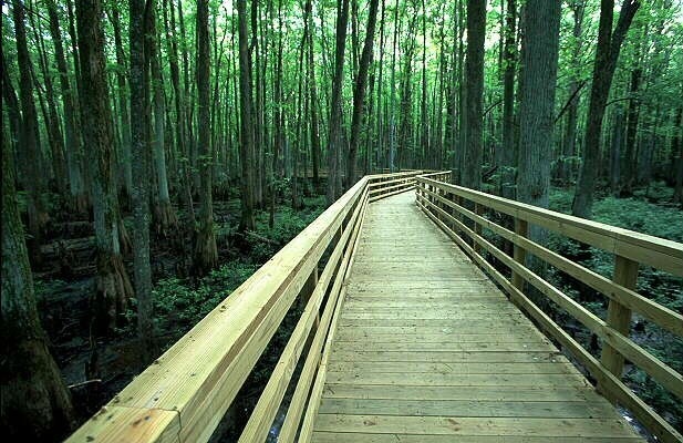 A boardwalk winds into a thick forest.