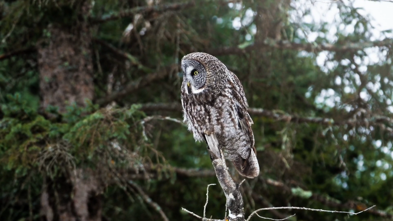 A gray owl perches on a tree over a winter landscape.