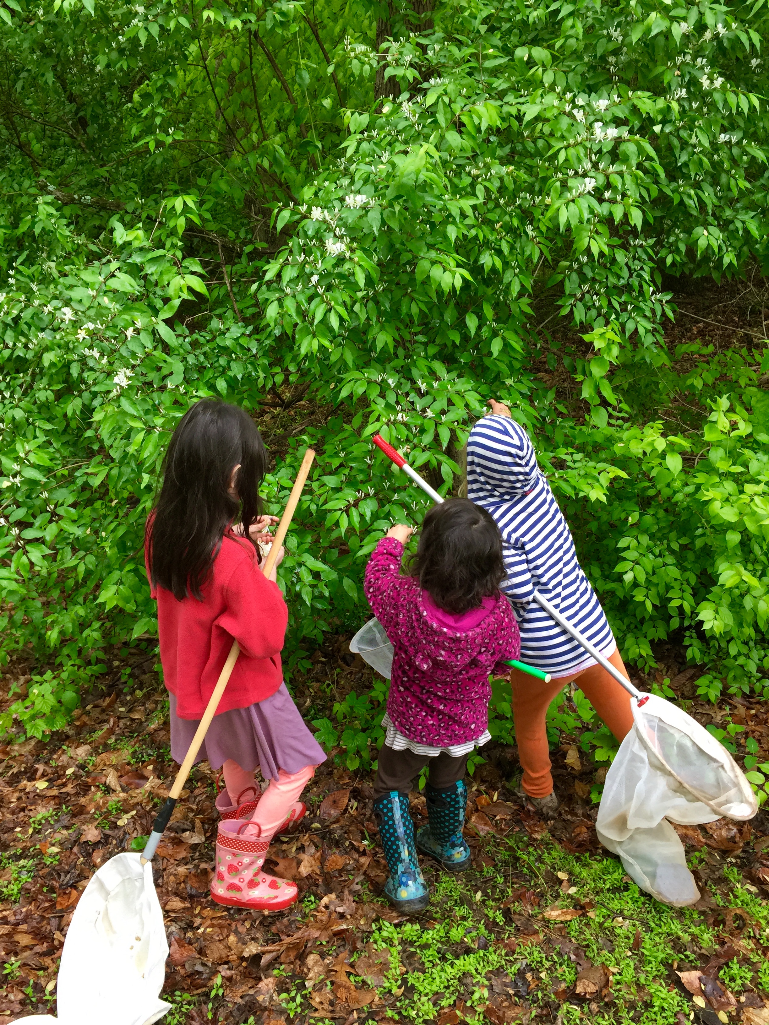 Three children search in green bushes for critters while holding bug nets. 