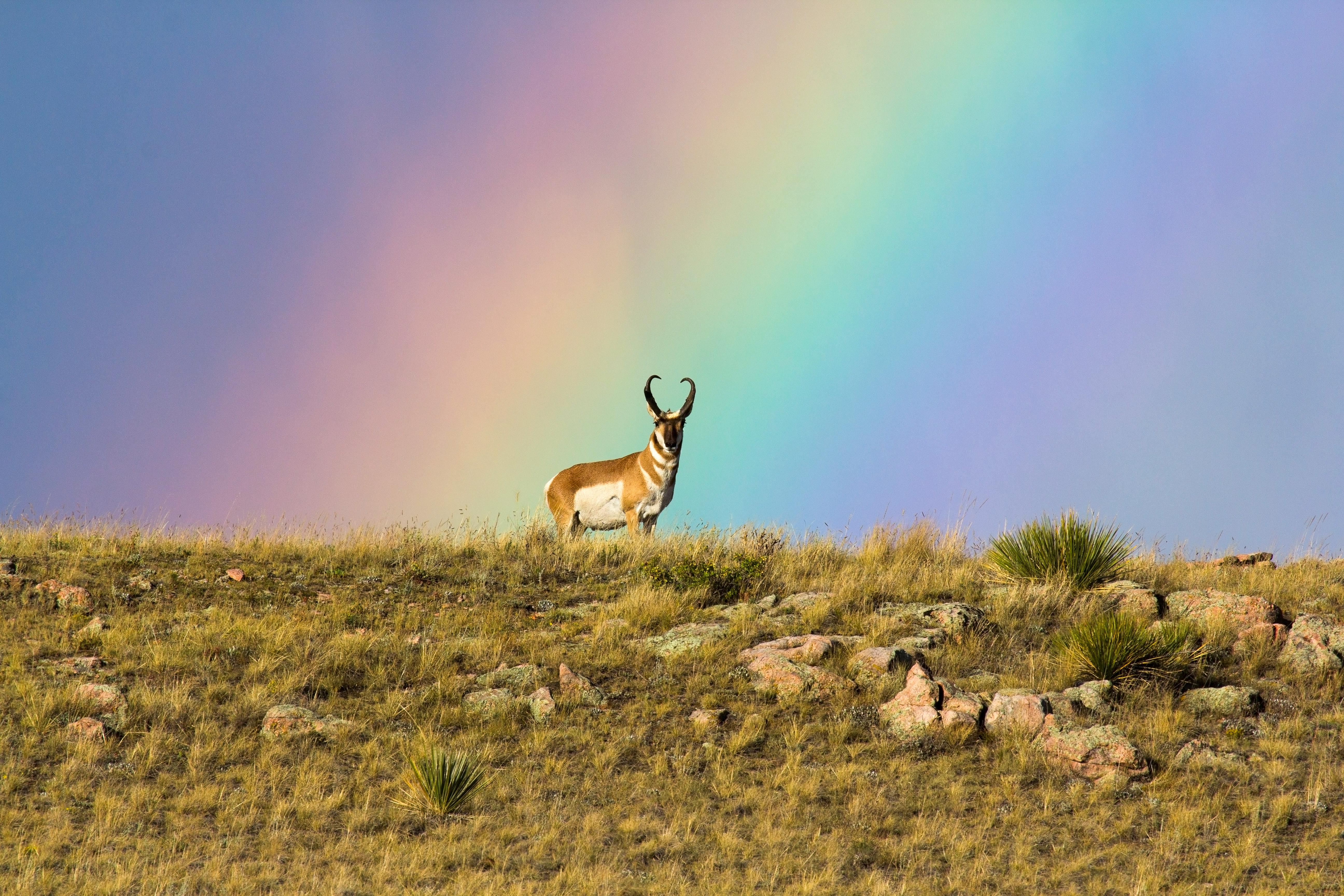 A pronghorn standing on a hill with a rainbow in the background.
