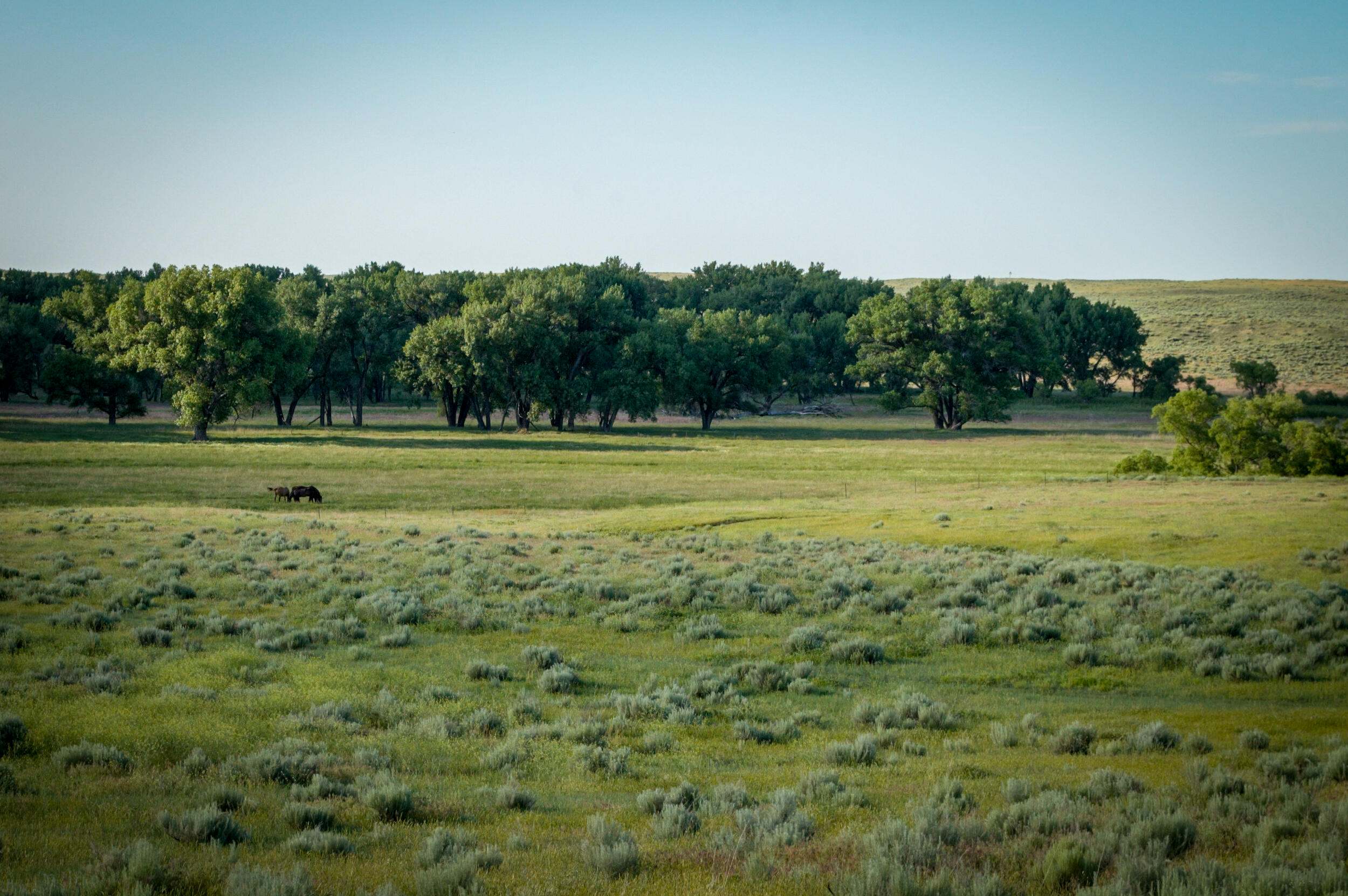 A green ranch with grass and trees.