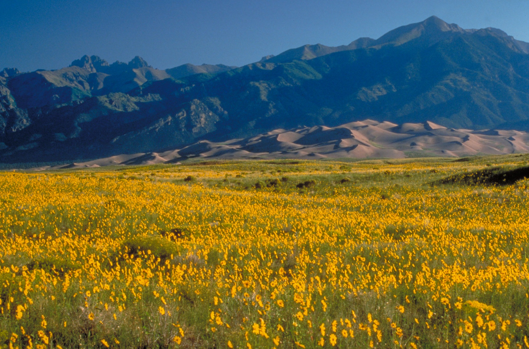 A field of yellow flowers in grass with mountains in the background.