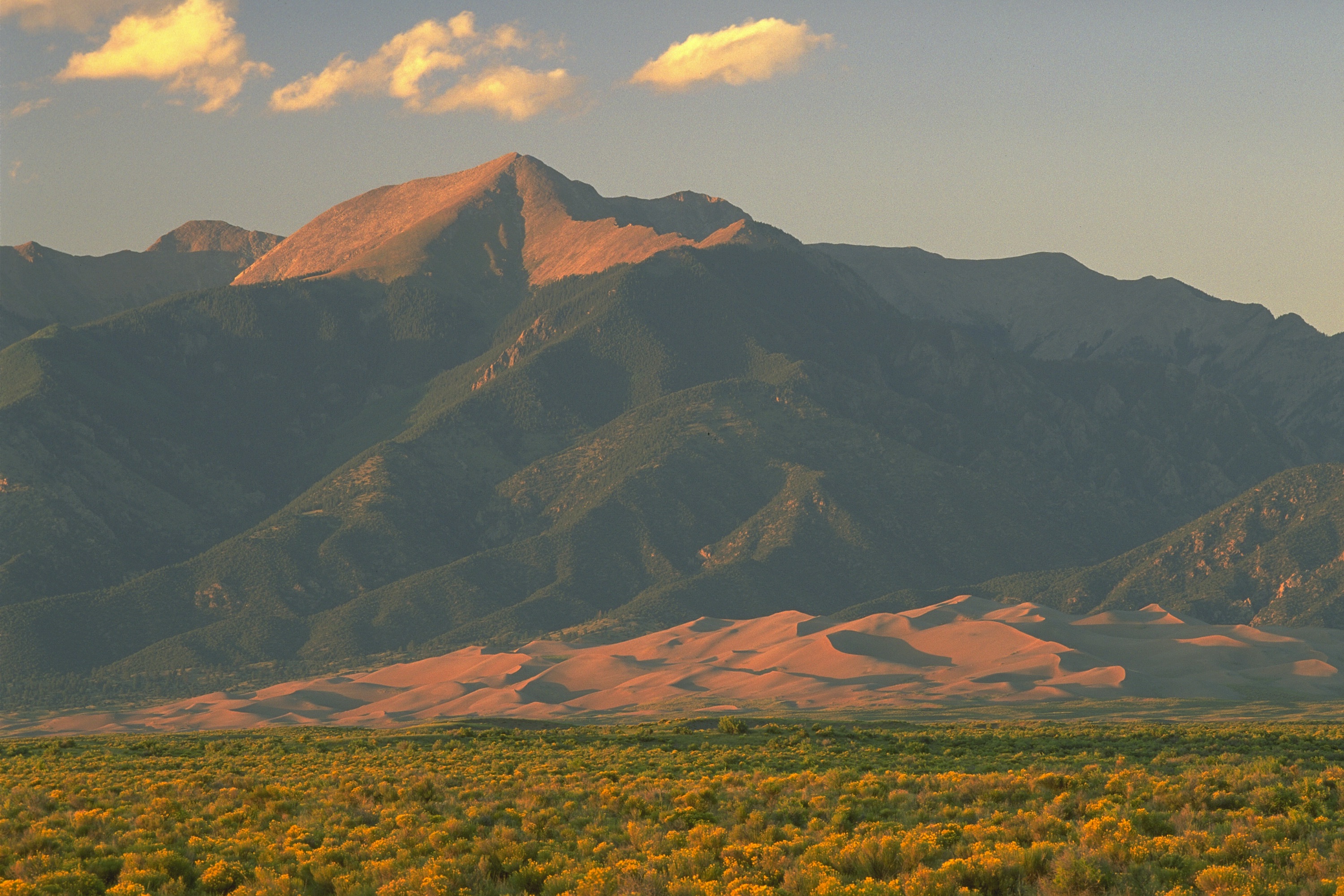 A vast field of scrubbrush extends toward sand dunes and mountains in the distance.