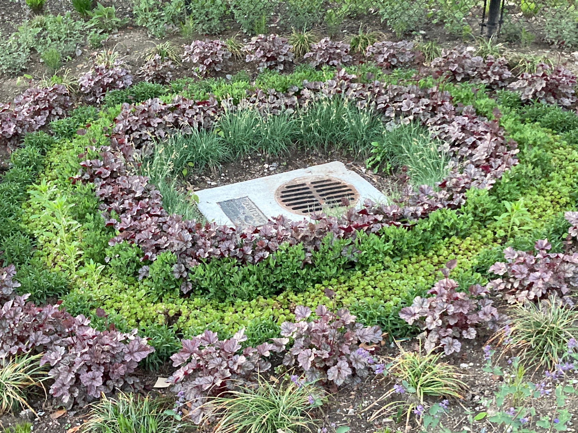 Close up photo of plants in concentric circles that form a rain garden in dirt near some houses.
