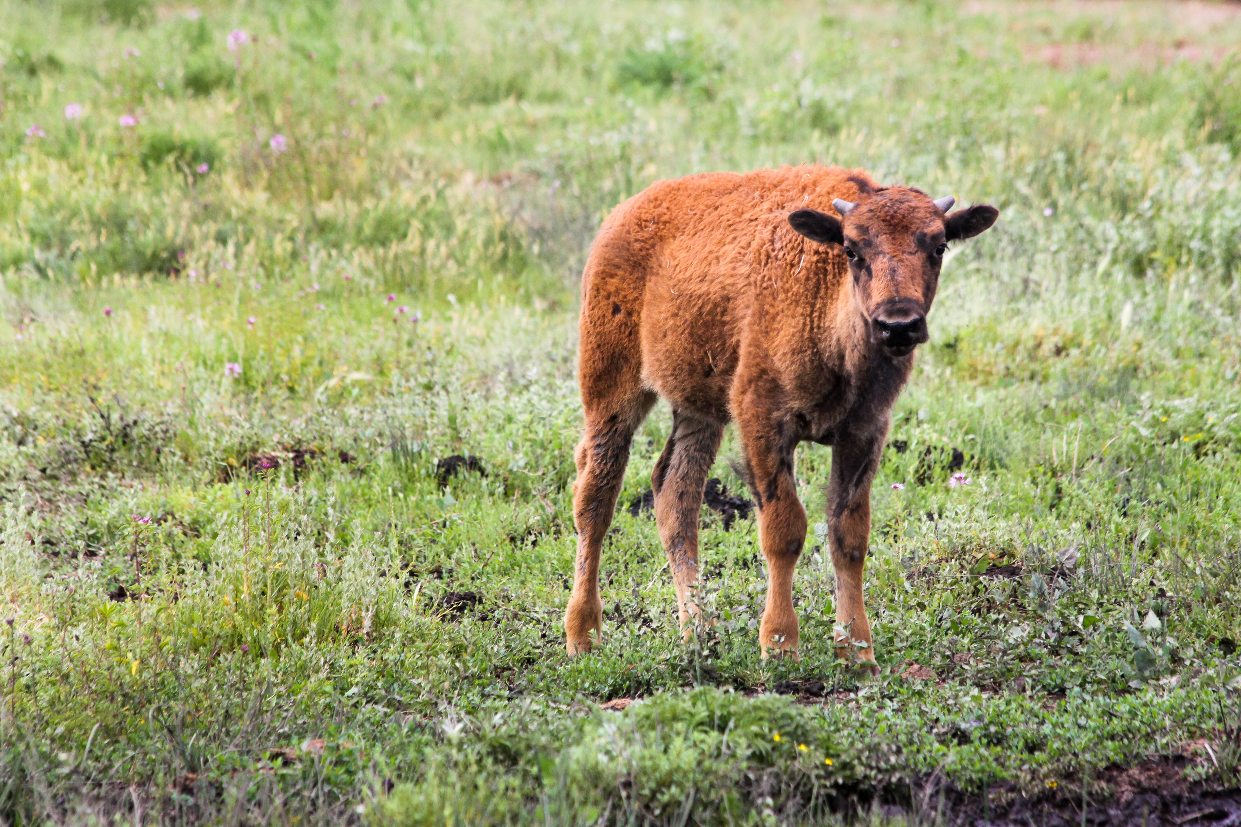 A close-up of an American Bison calf. 