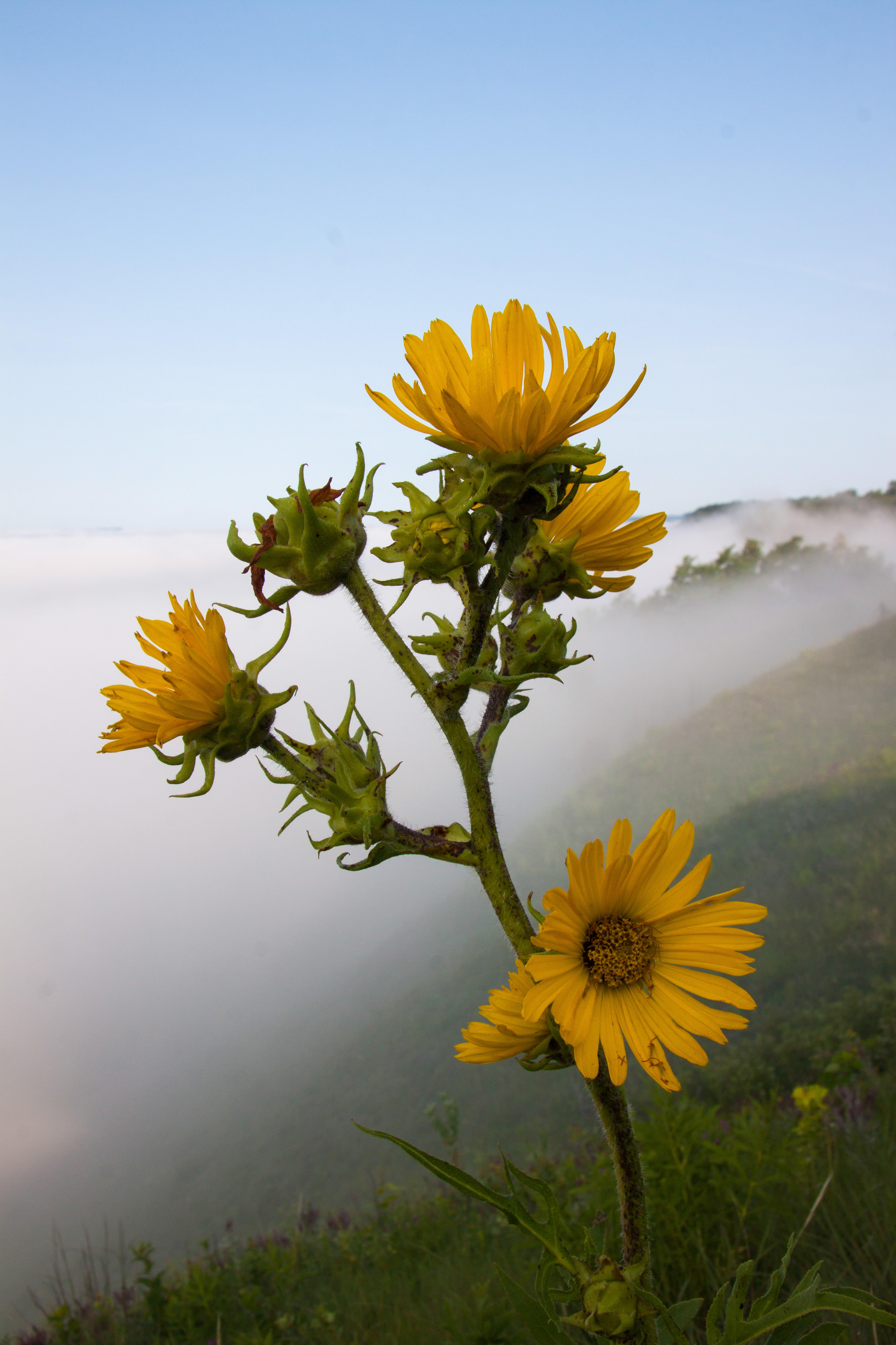 A compass plant in bloom in a foggy prairie.
