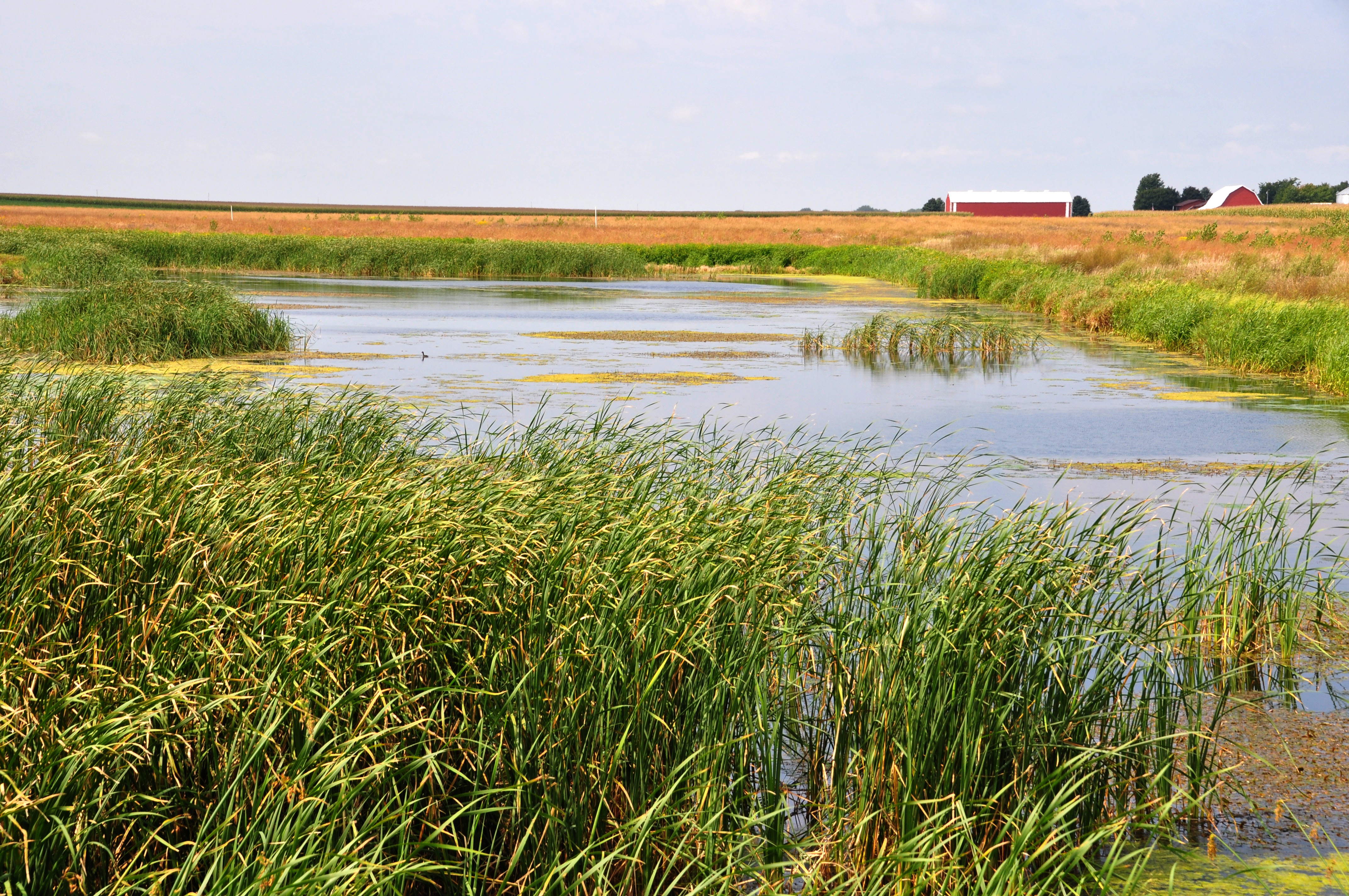 Constructed wetland surrounded by farmland 