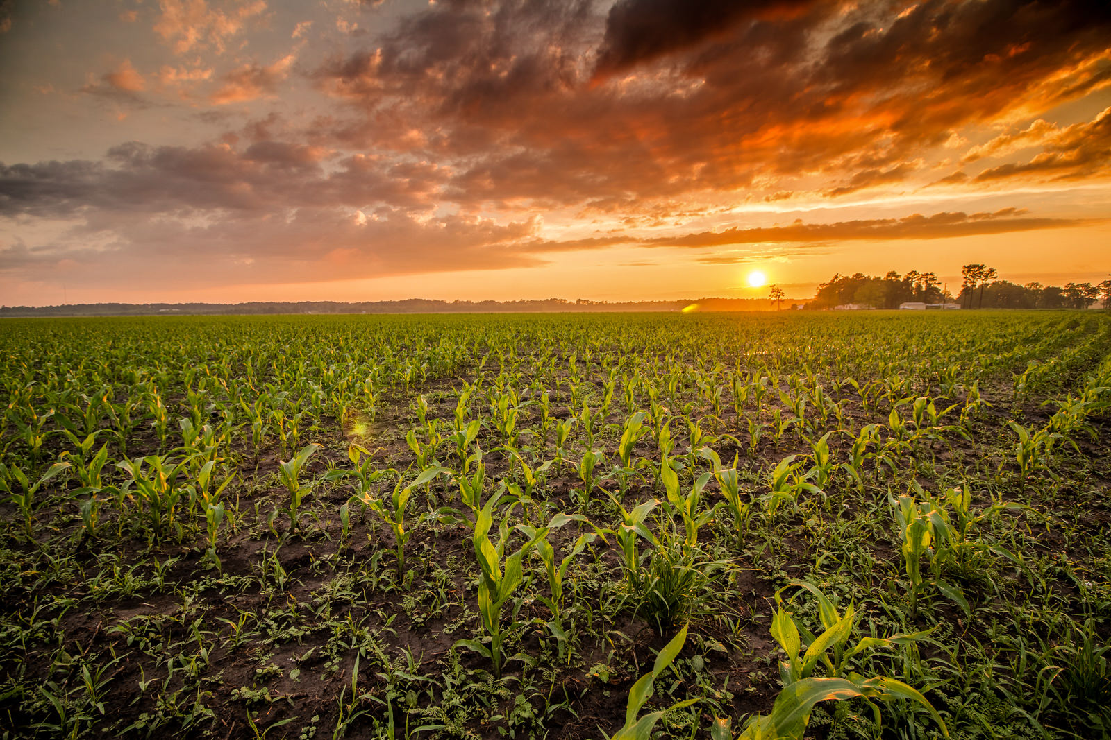 A wide expanse of corn plants a foot or two high under an orange sunset.