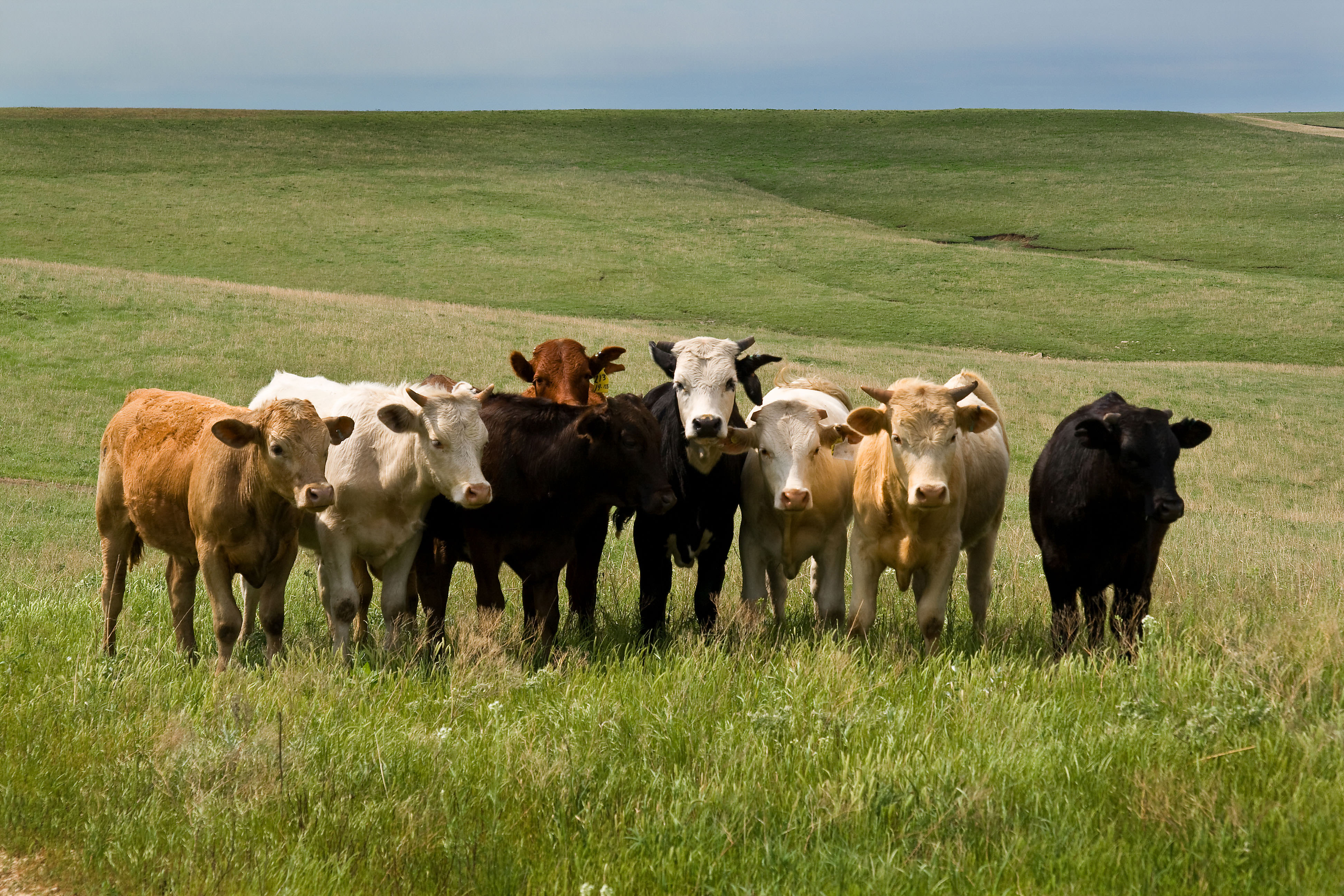 Eight cows standing in a line in a grassy green field.