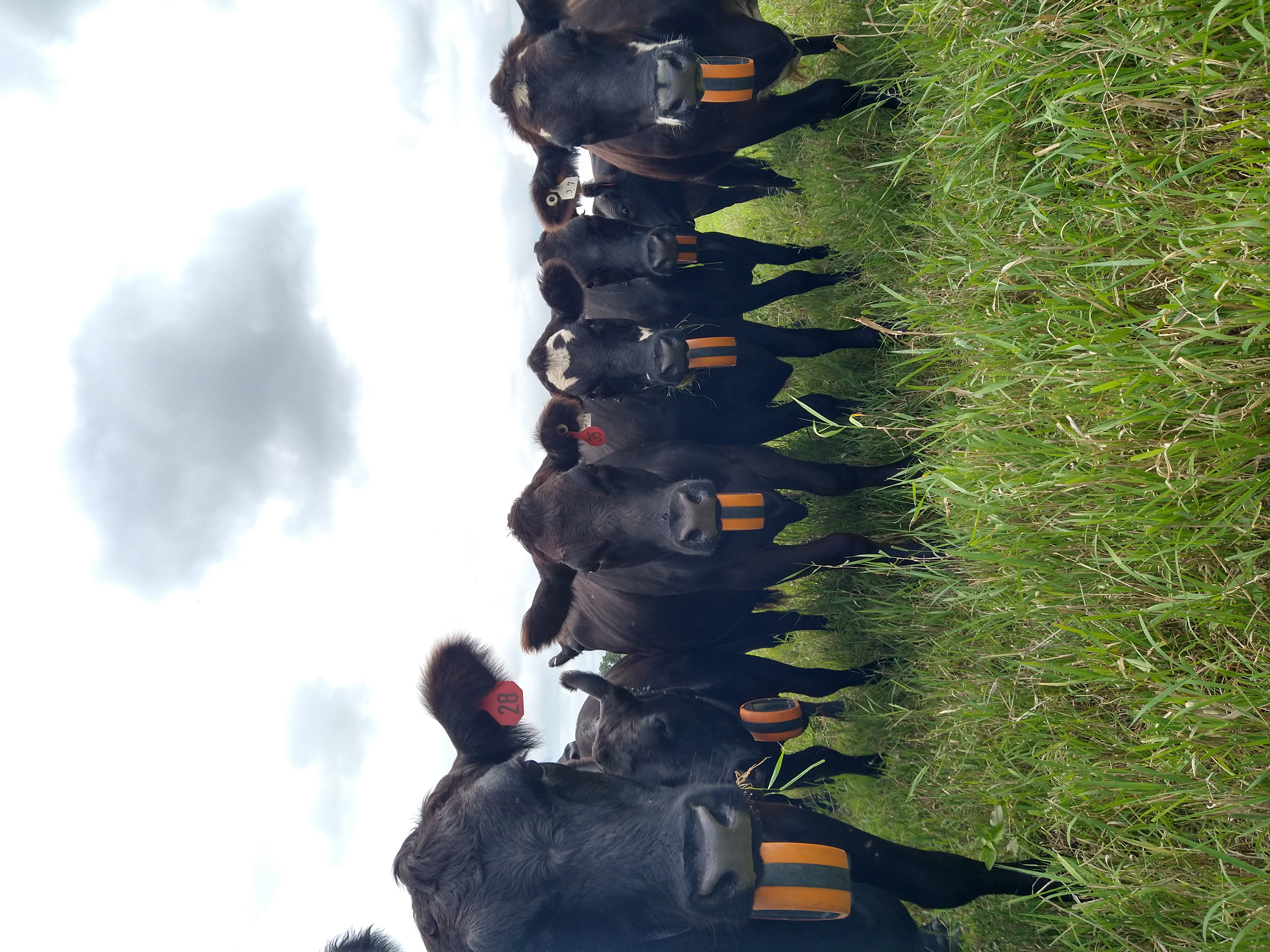 Cows in a field with GPS collars.