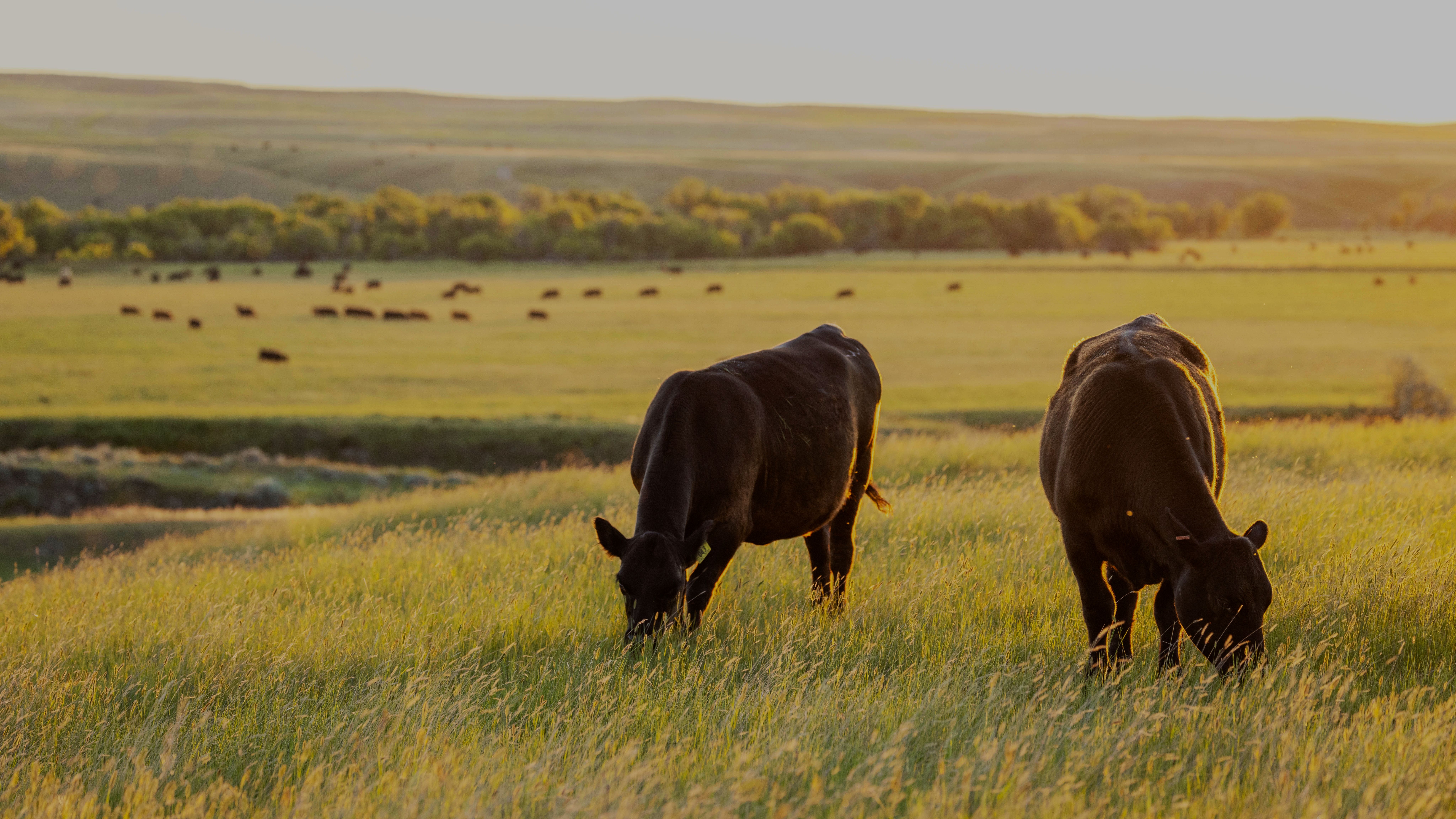 Two cows graze in a field while a herd of cows graze along rolling hills in the distance.