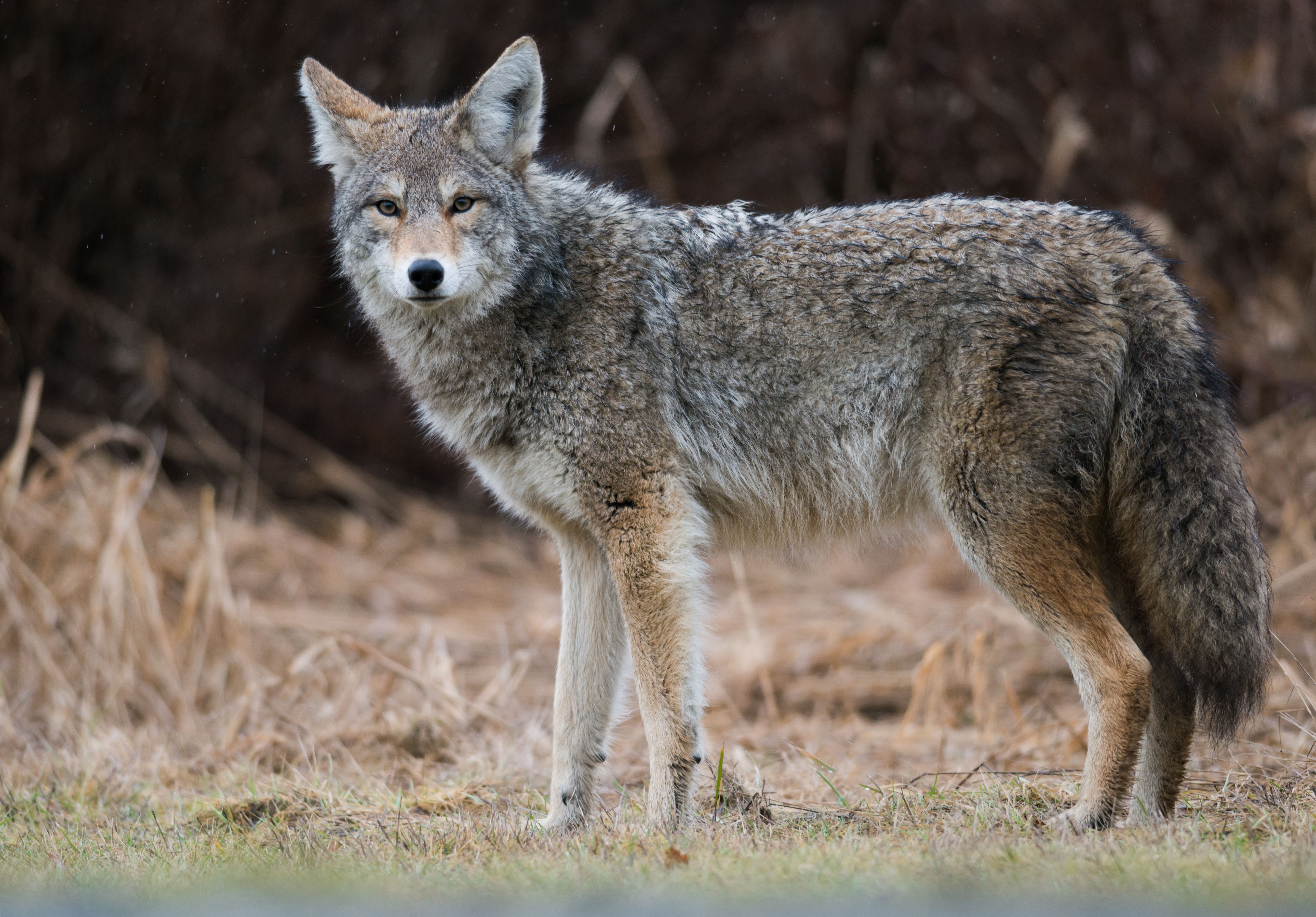 coyote.