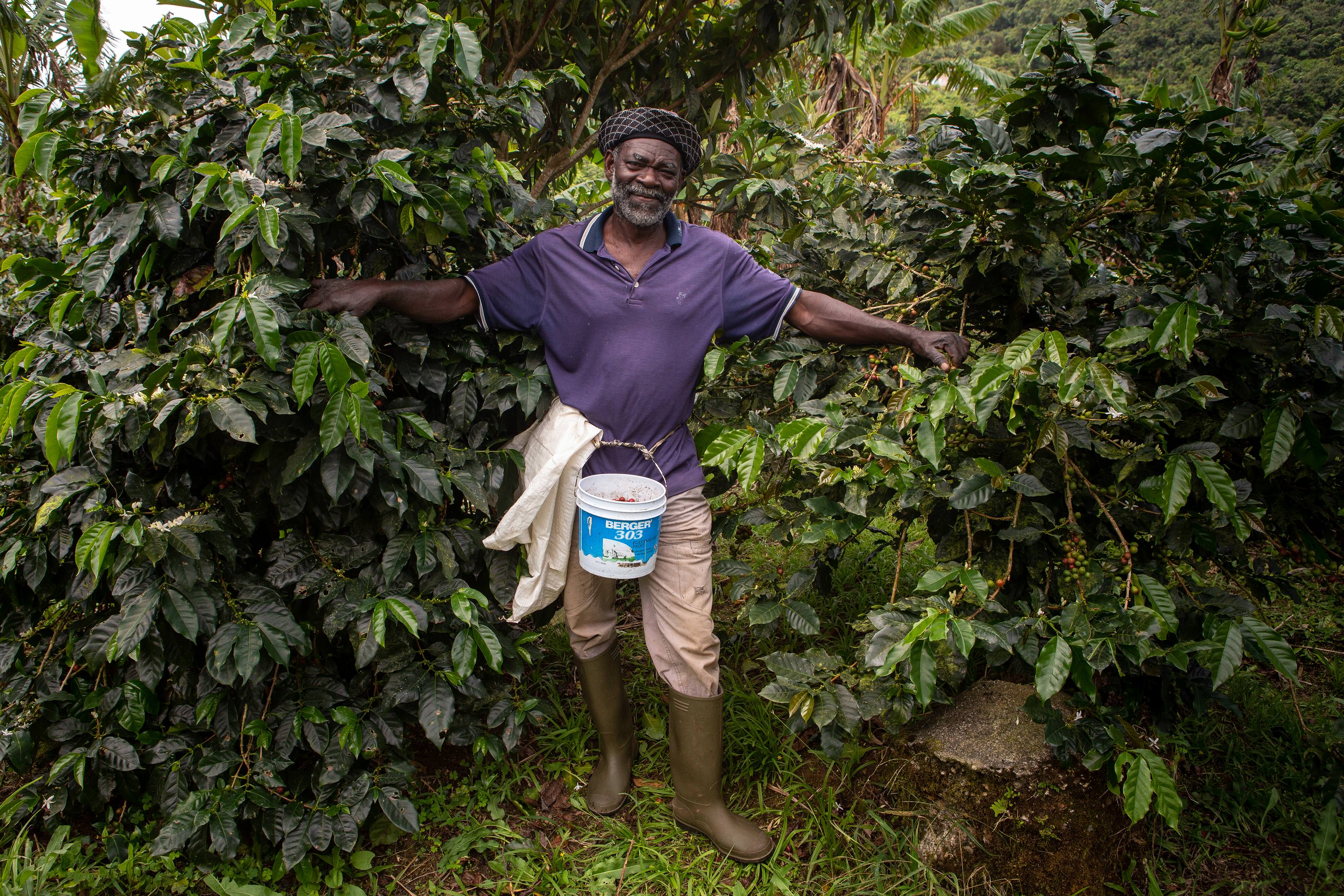 A coffee farmer in the Blue Mountains of Jamaica