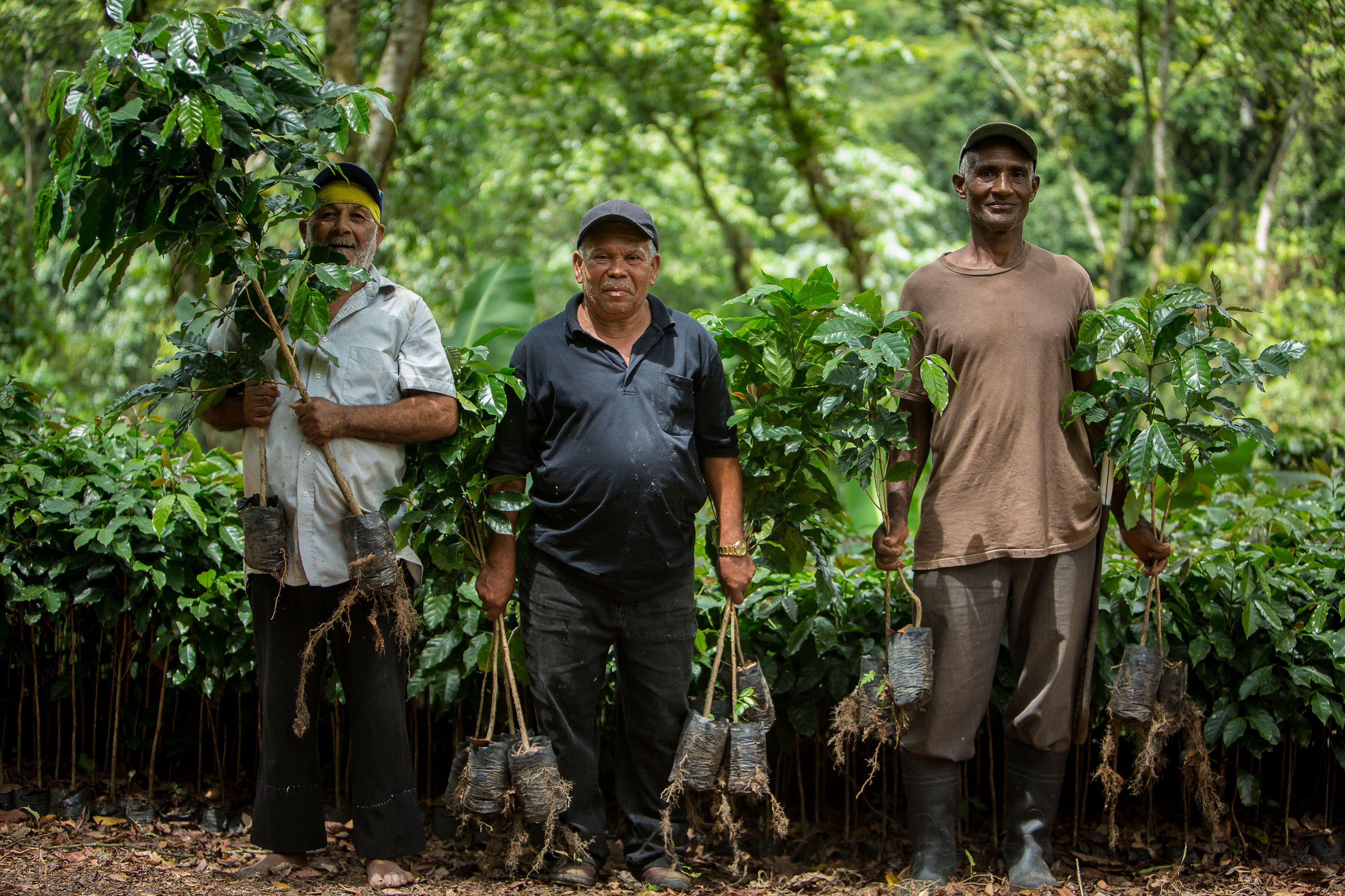 Dominican Republic coffee farmers transport new plants.