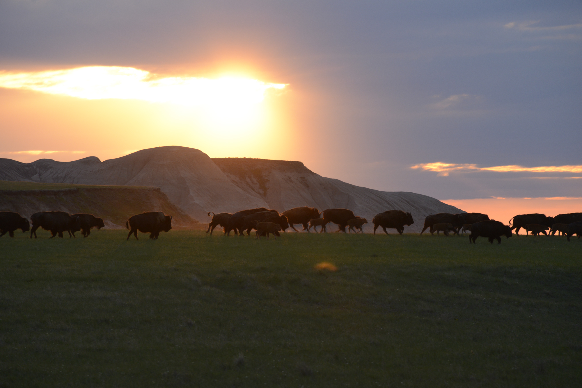 Bison running across the South Dakota plains as the sun sets.