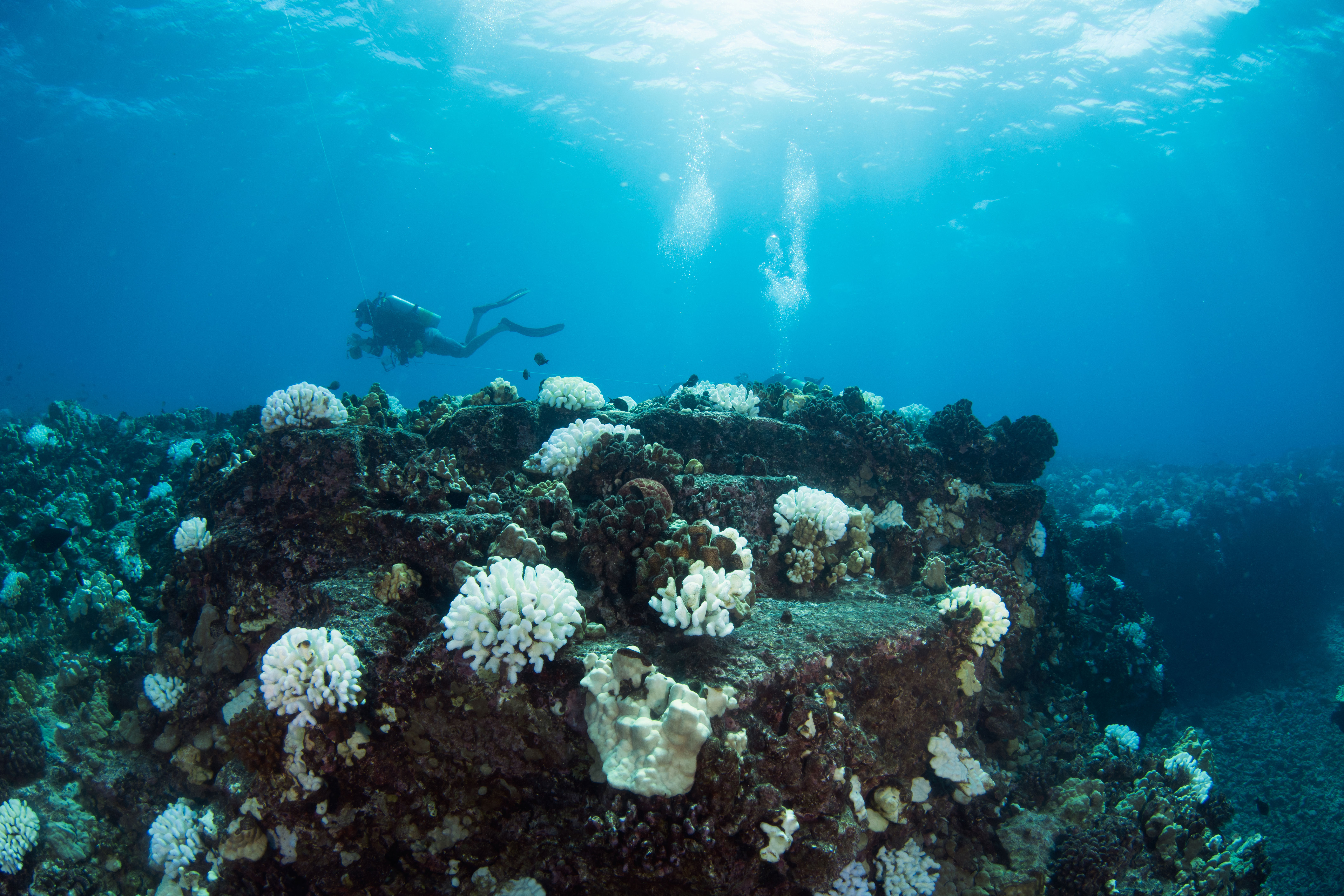 Two SCUBA divers with clipboards swim over a coral reef with a large, prominent bleached white coral.